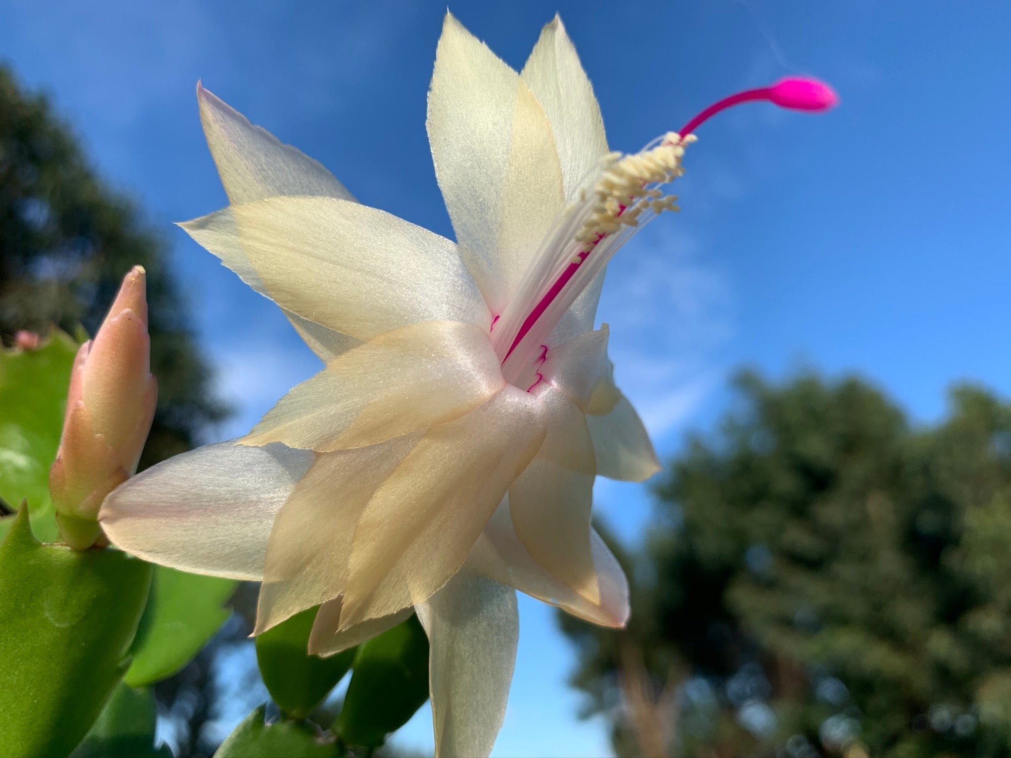 Zygocactus Schlumbergera 'Limelight Dancer' 66mm Pot