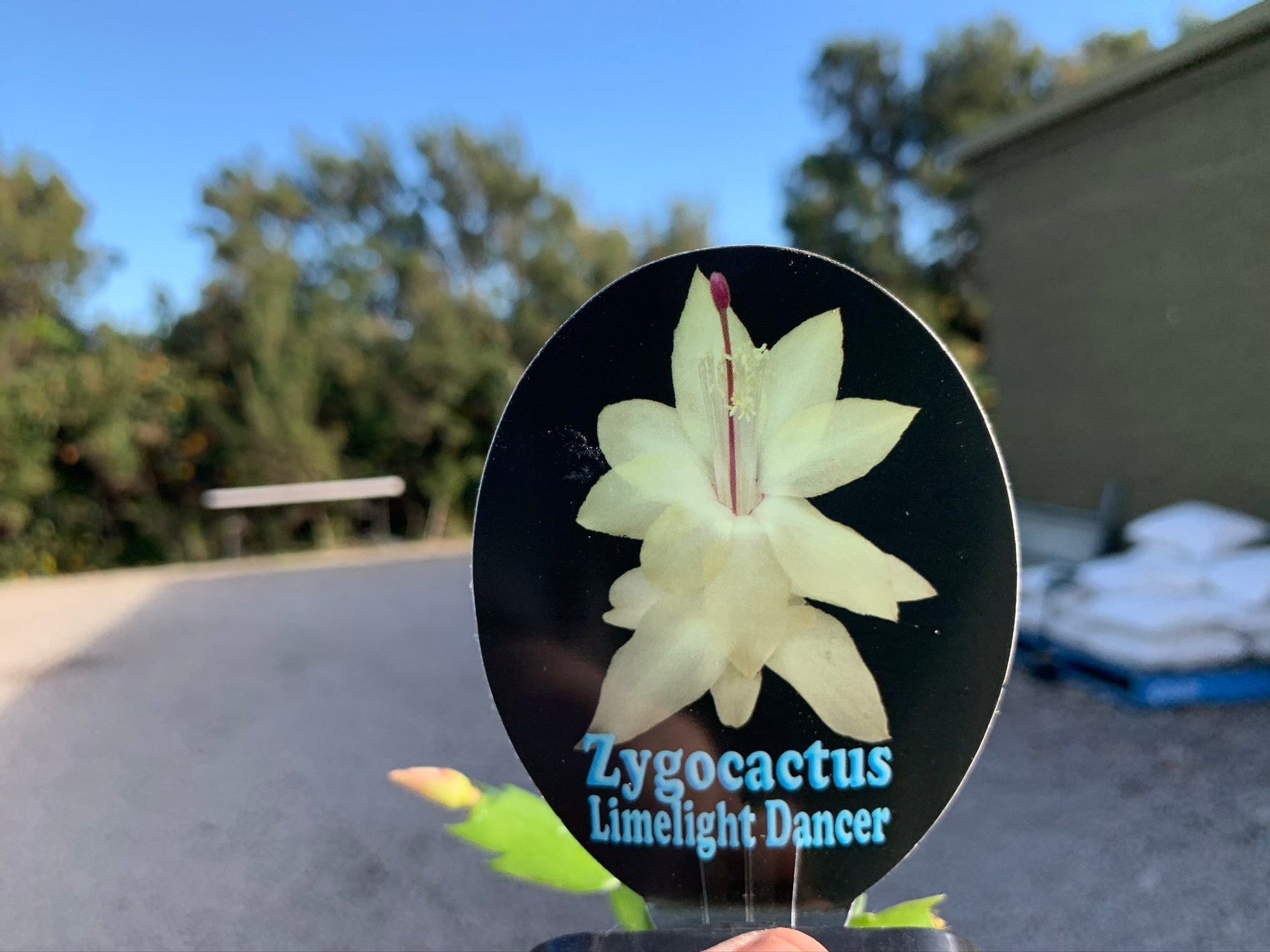 Zygocactus Schlumbergera 'Limelight Dancer' 66mm Pot