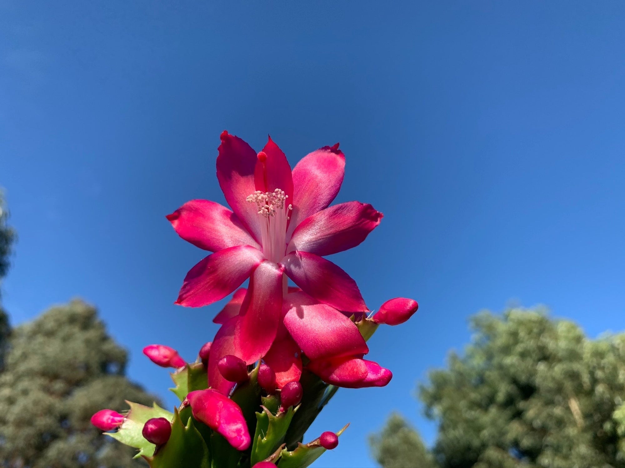 Zygocactus Schlumbergera 'Thor Olga' 66mm Pot