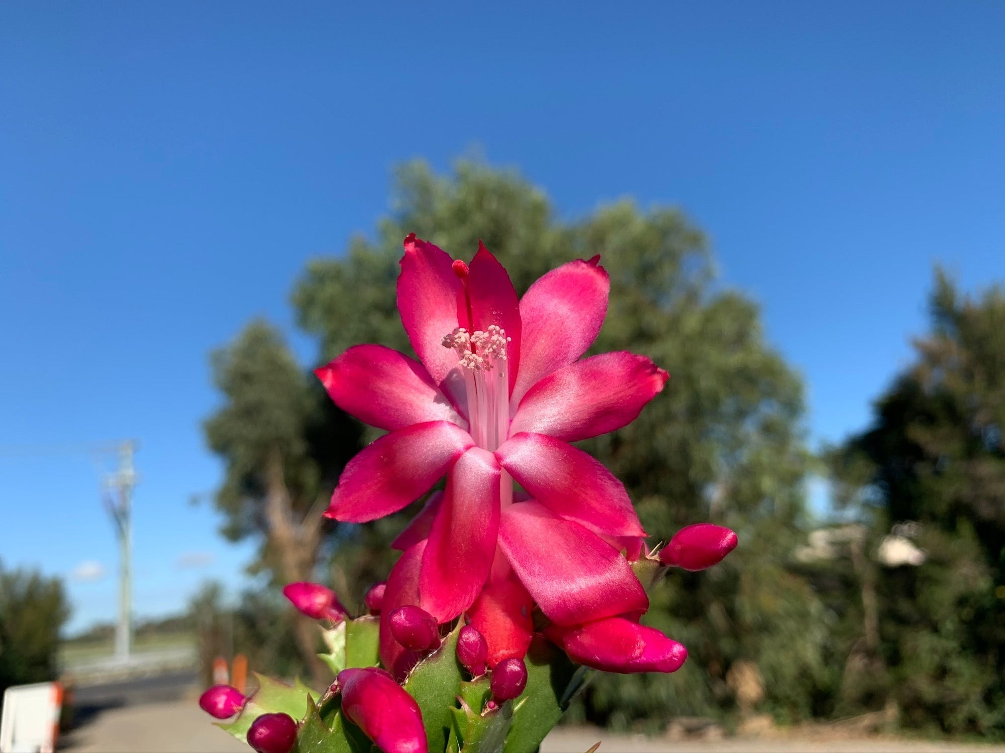 Zygocactus Schlumbergera 'Thor Olga' 66mm Pot