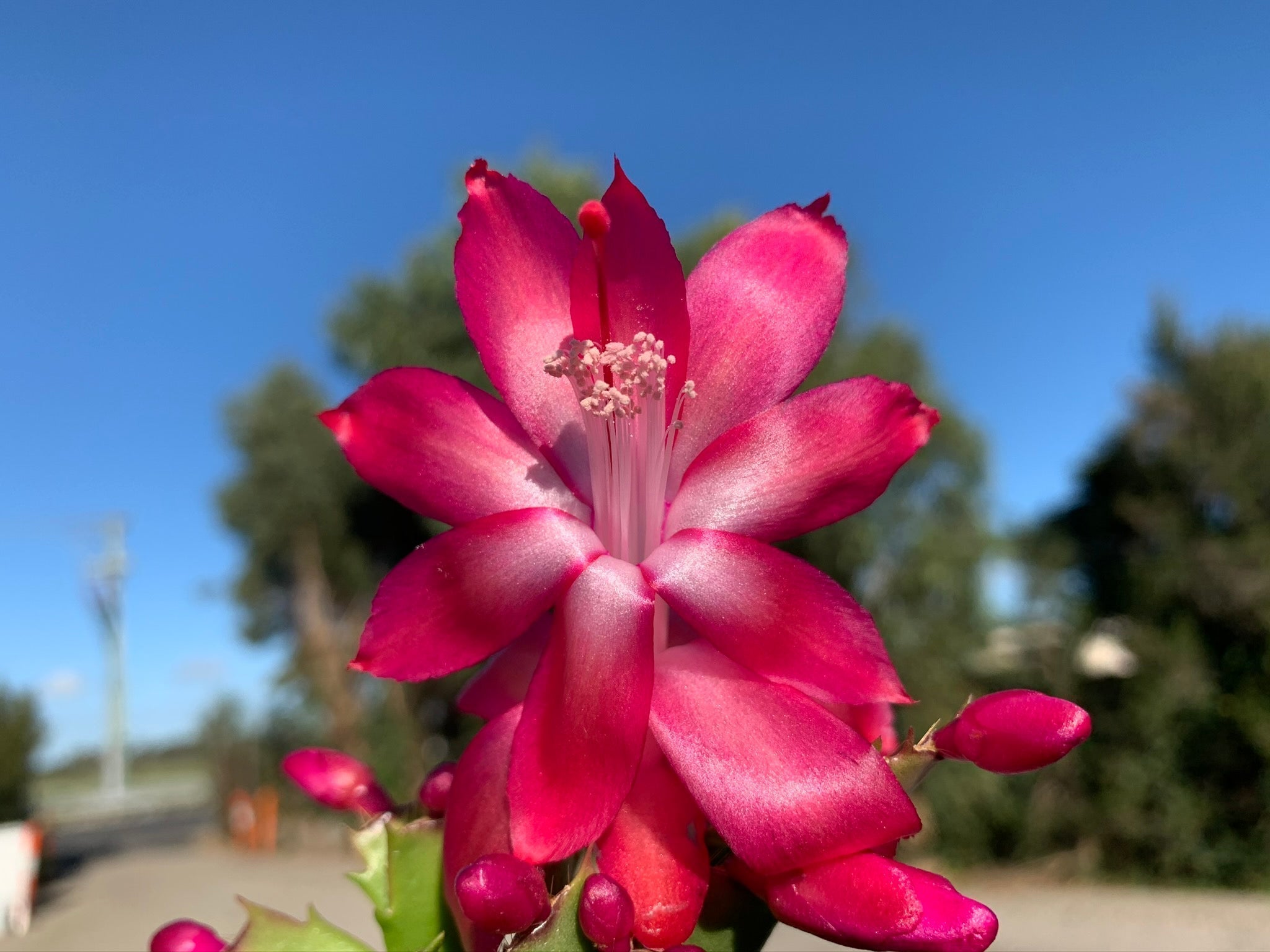 Zygocactus Schlumbergera 'Thor Olga' 66mm Pot