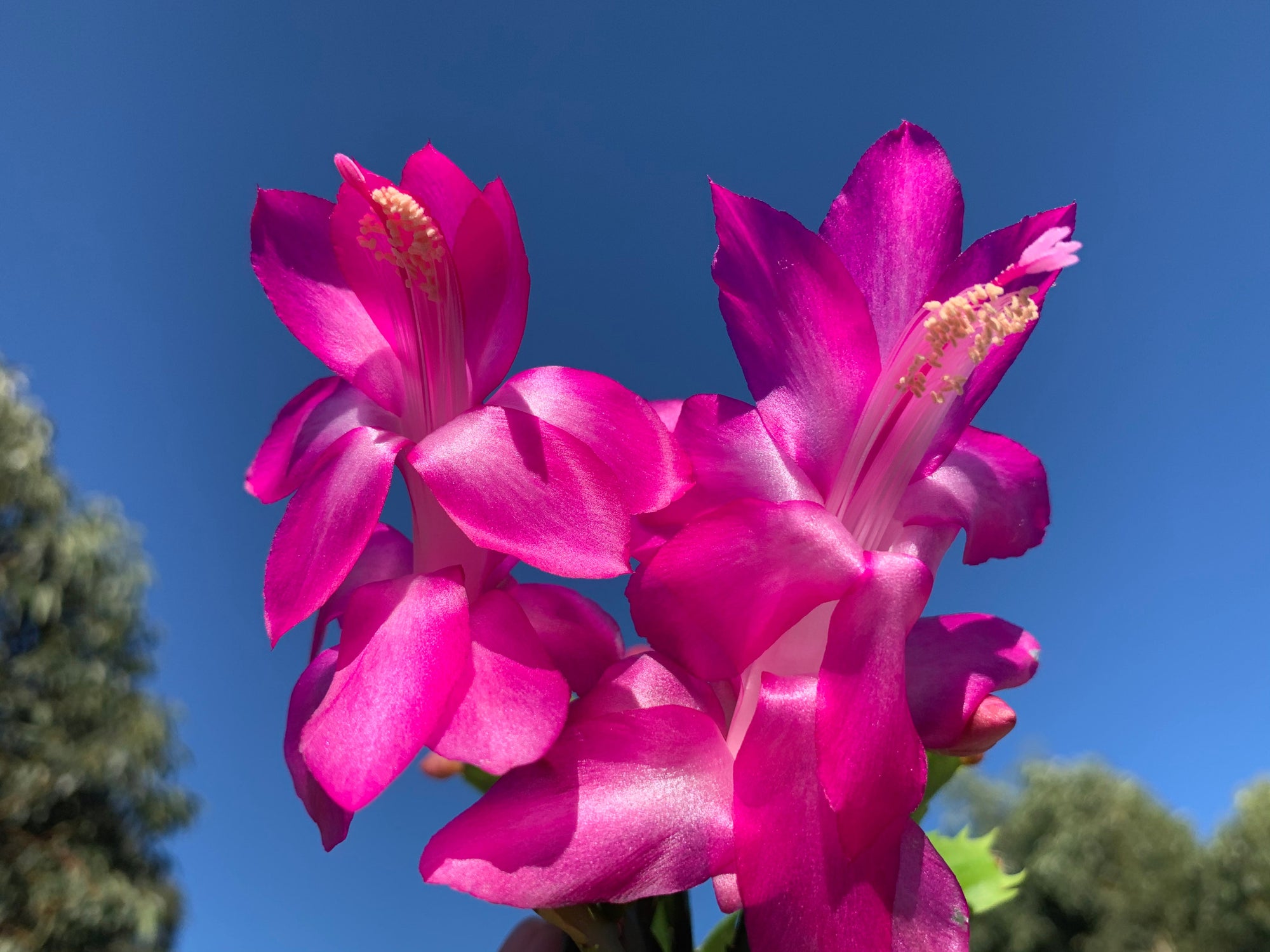 Zygocactus Schlumbergera 'Purple Dancer' 66mm Pot