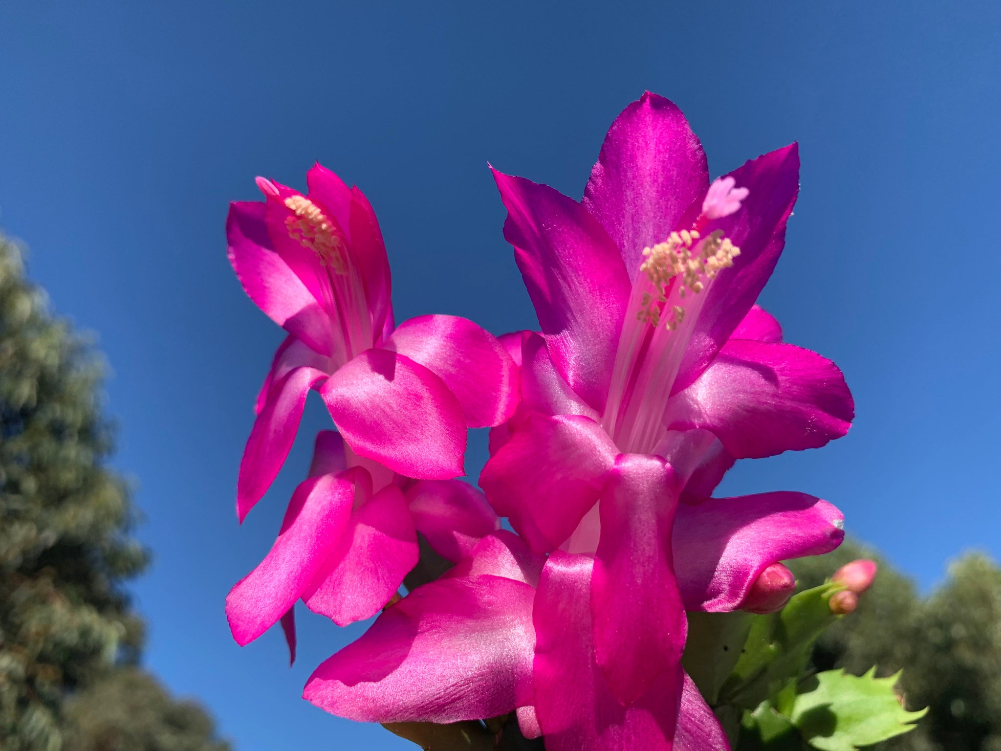 Zygocactus Schlumbergera 'Purple Dancer' 66mm Pot