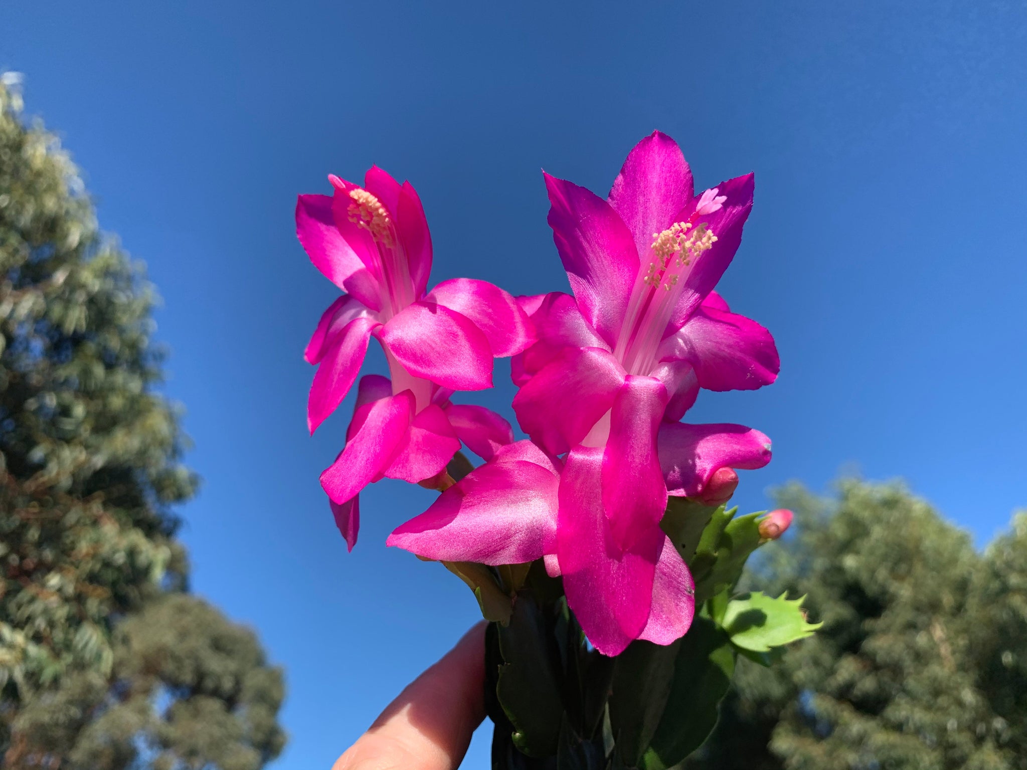 Zygocactus Schlumbergera 'Purple Dancer' 66mm Pot