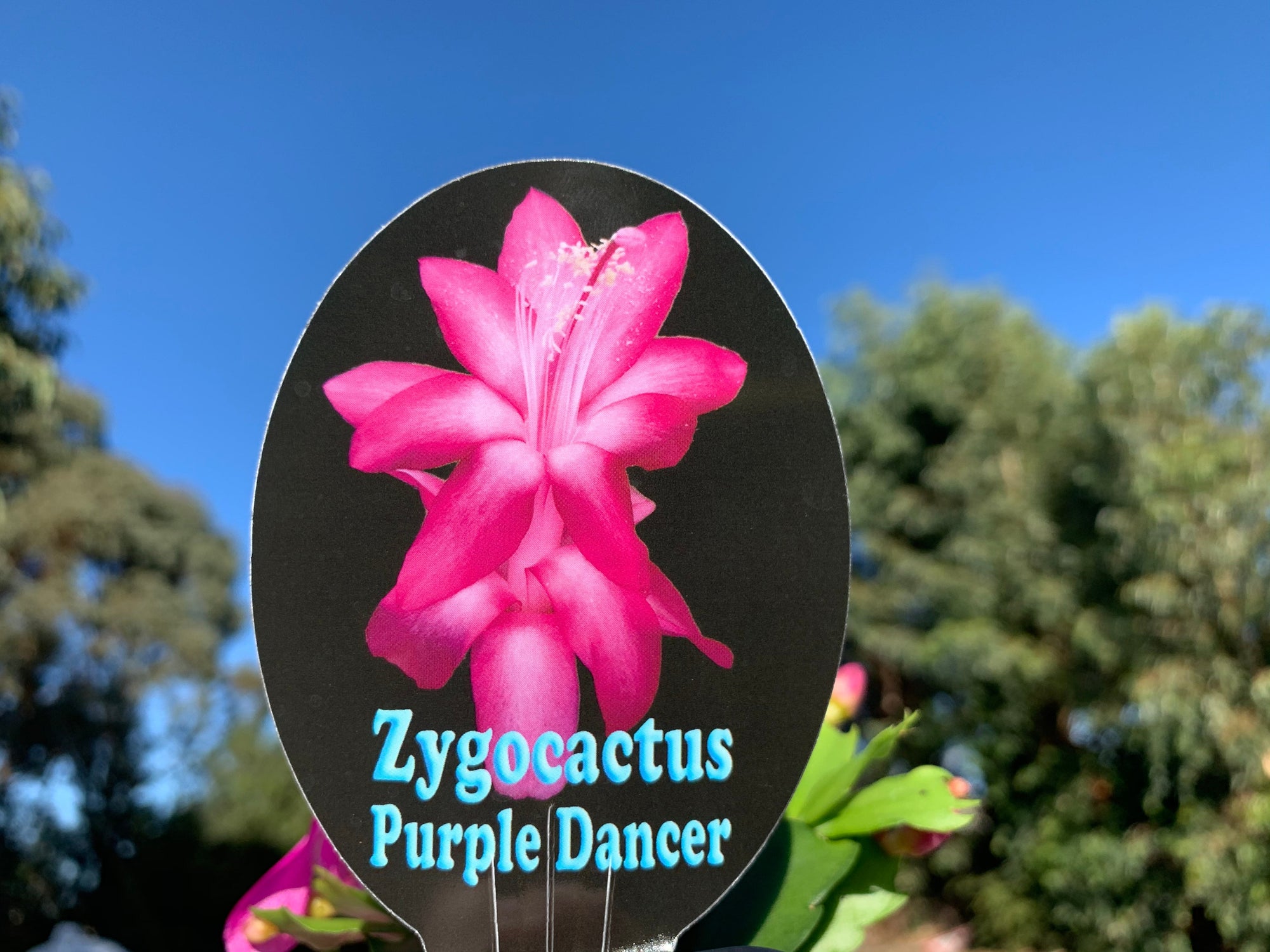 Zygocactus Schlumbergera 'Purple Dancer' 66mm Pot