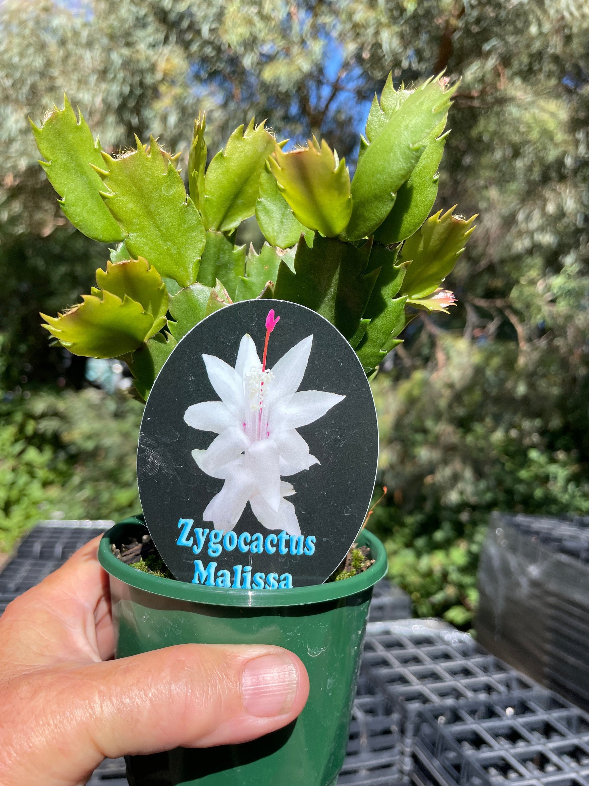 Zygocactus Schlumbergera 'Malissa' 100mm Pot