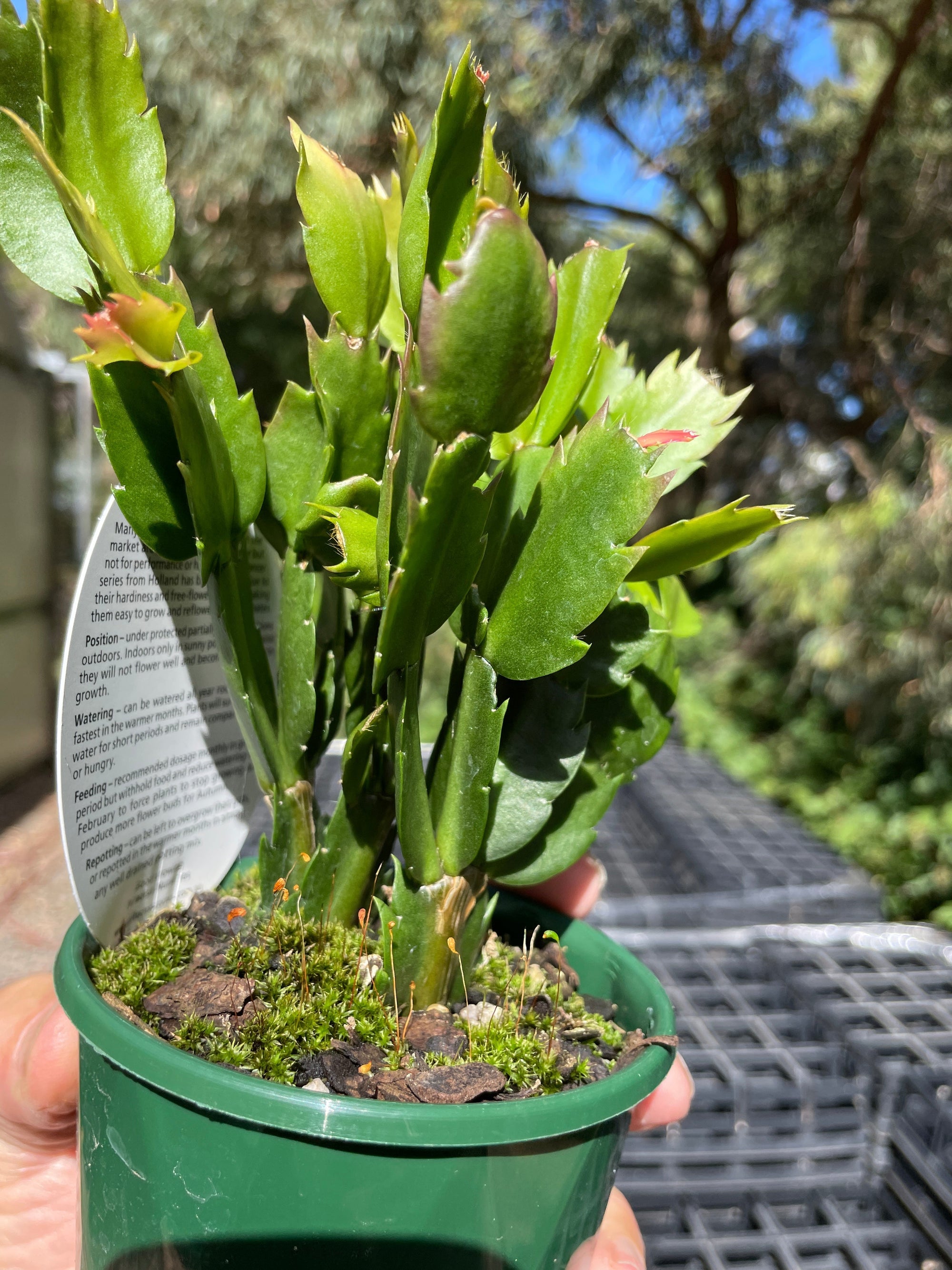 Zygocactus Schlumbergera 'Malissa' 100mm Pot