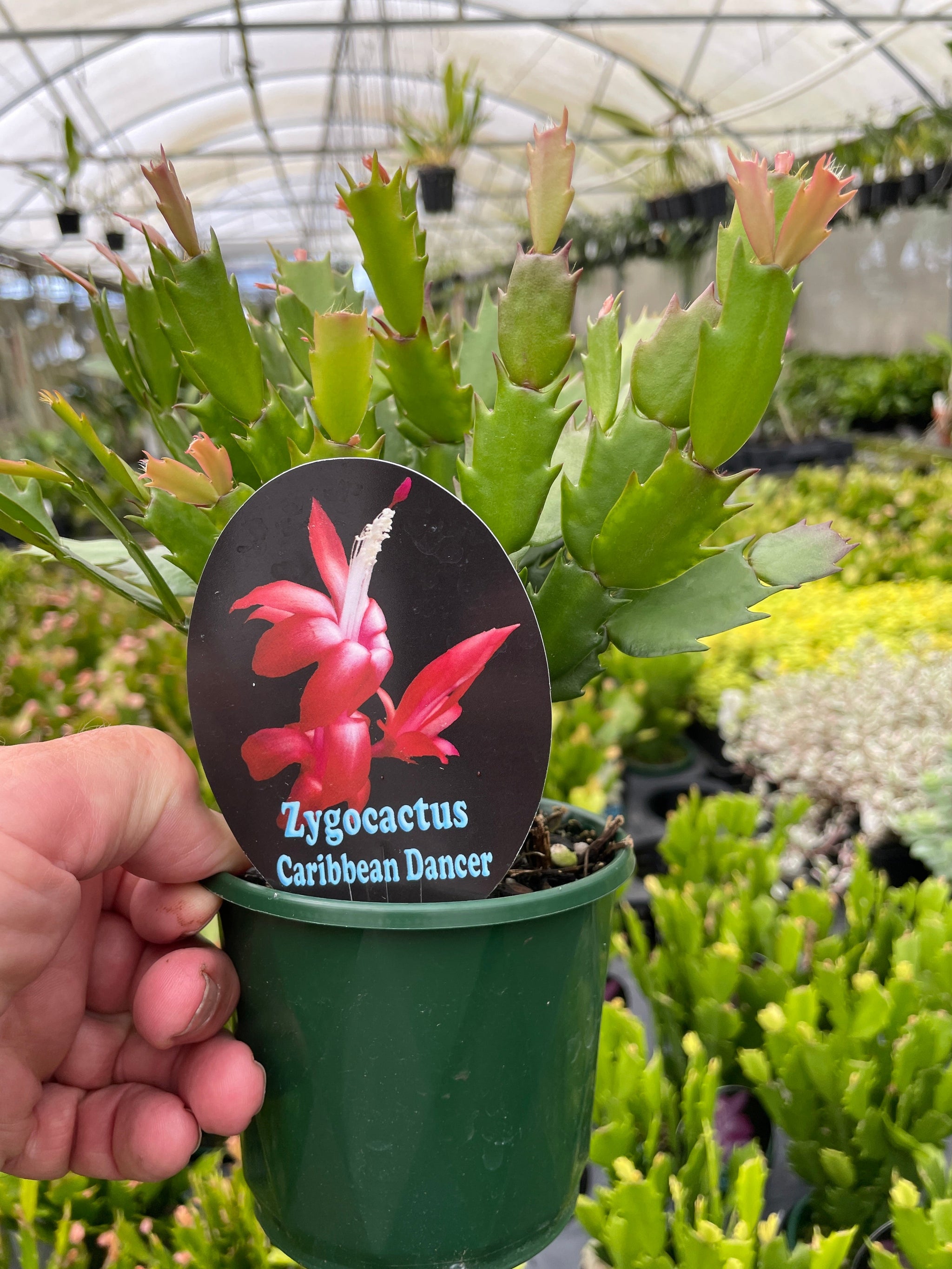 Zygocactus Schlumbergera 'Caribbean Dancer' 100mm Pot