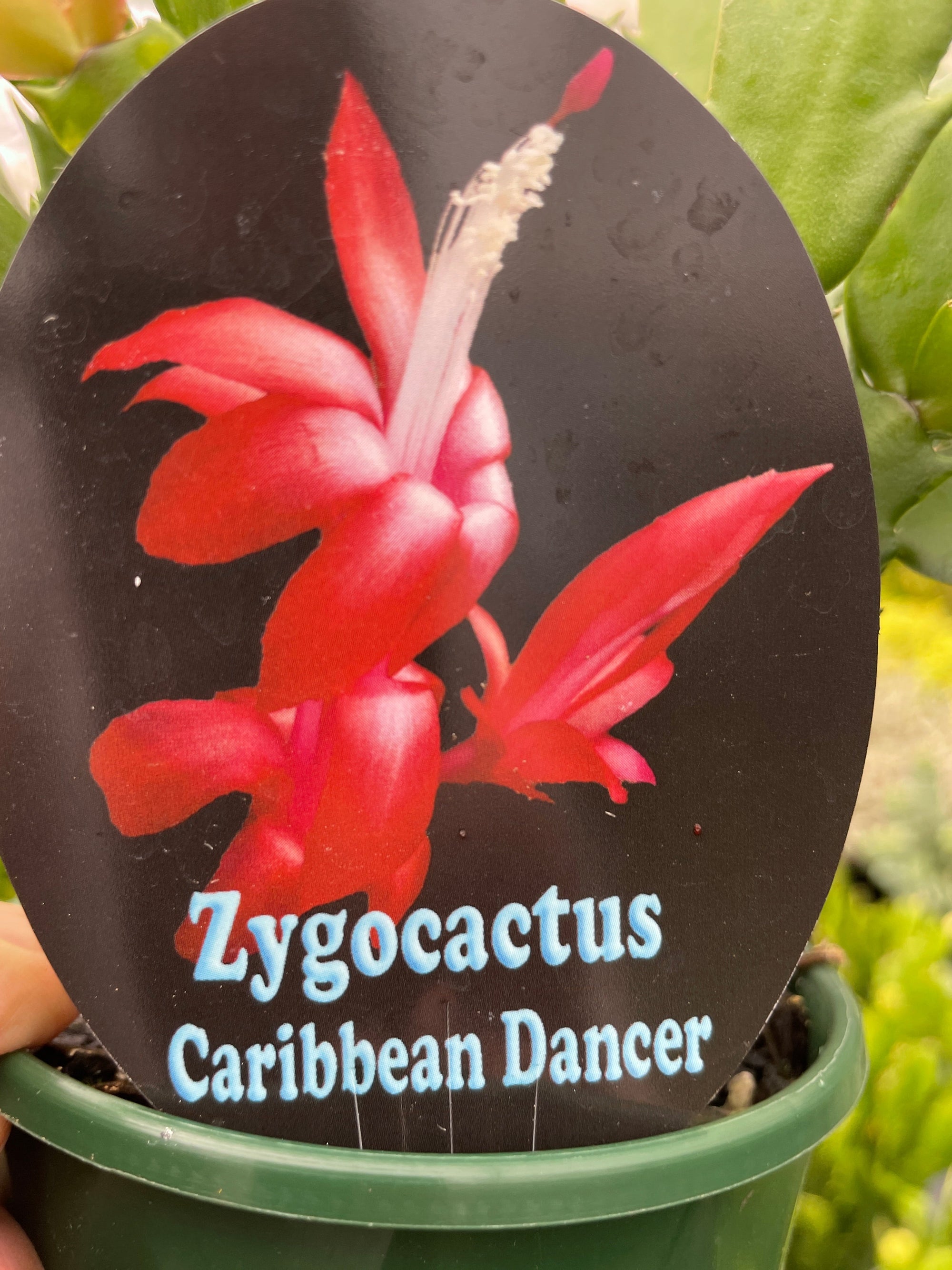 Zygocactus Schlumbergera 'Caribbean Dancer' 100mm Pot