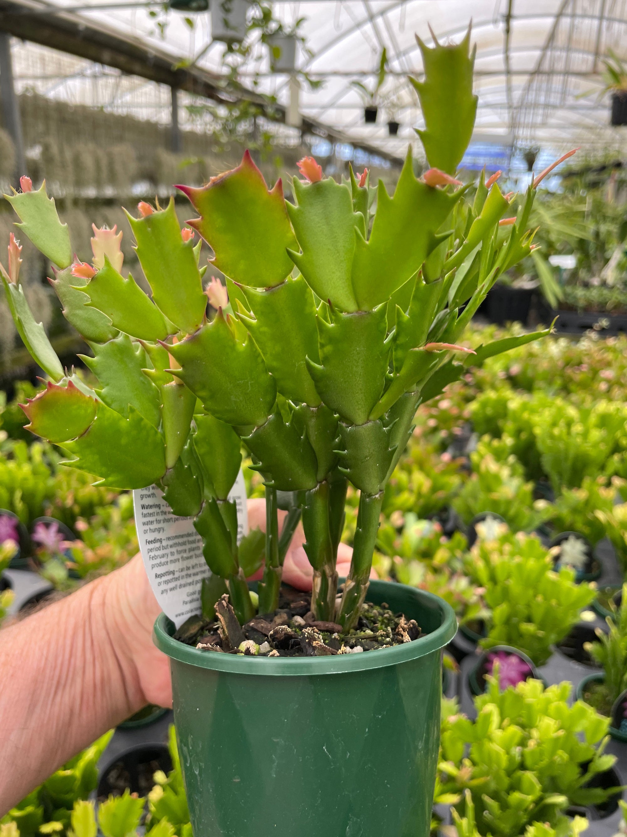 Zygocactus Schlumbergera 'Caribbean Dancer' 100mm Pot