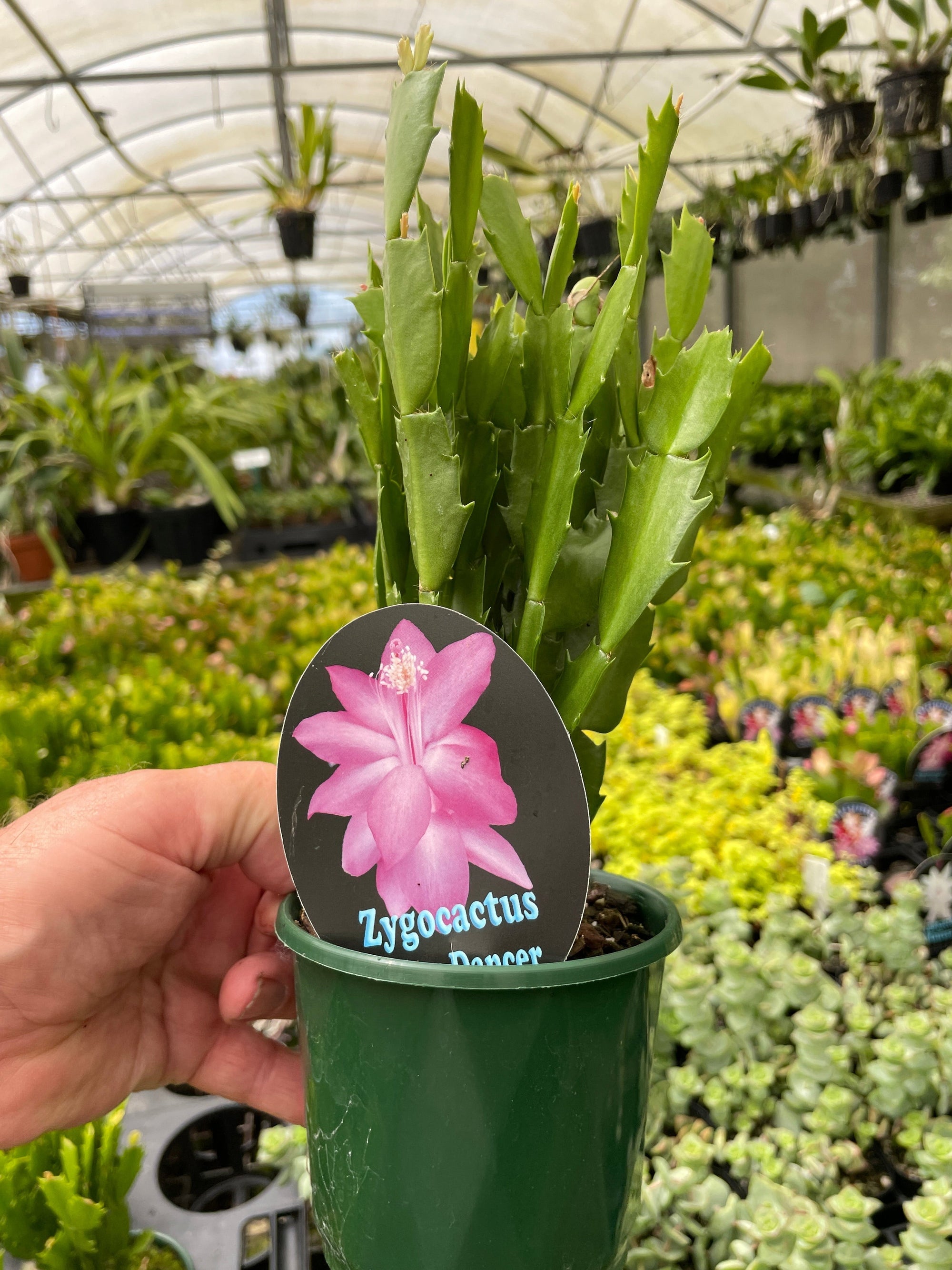 Zygocactus Schlumbergera 'Cyber Dancer' 100mm Pot