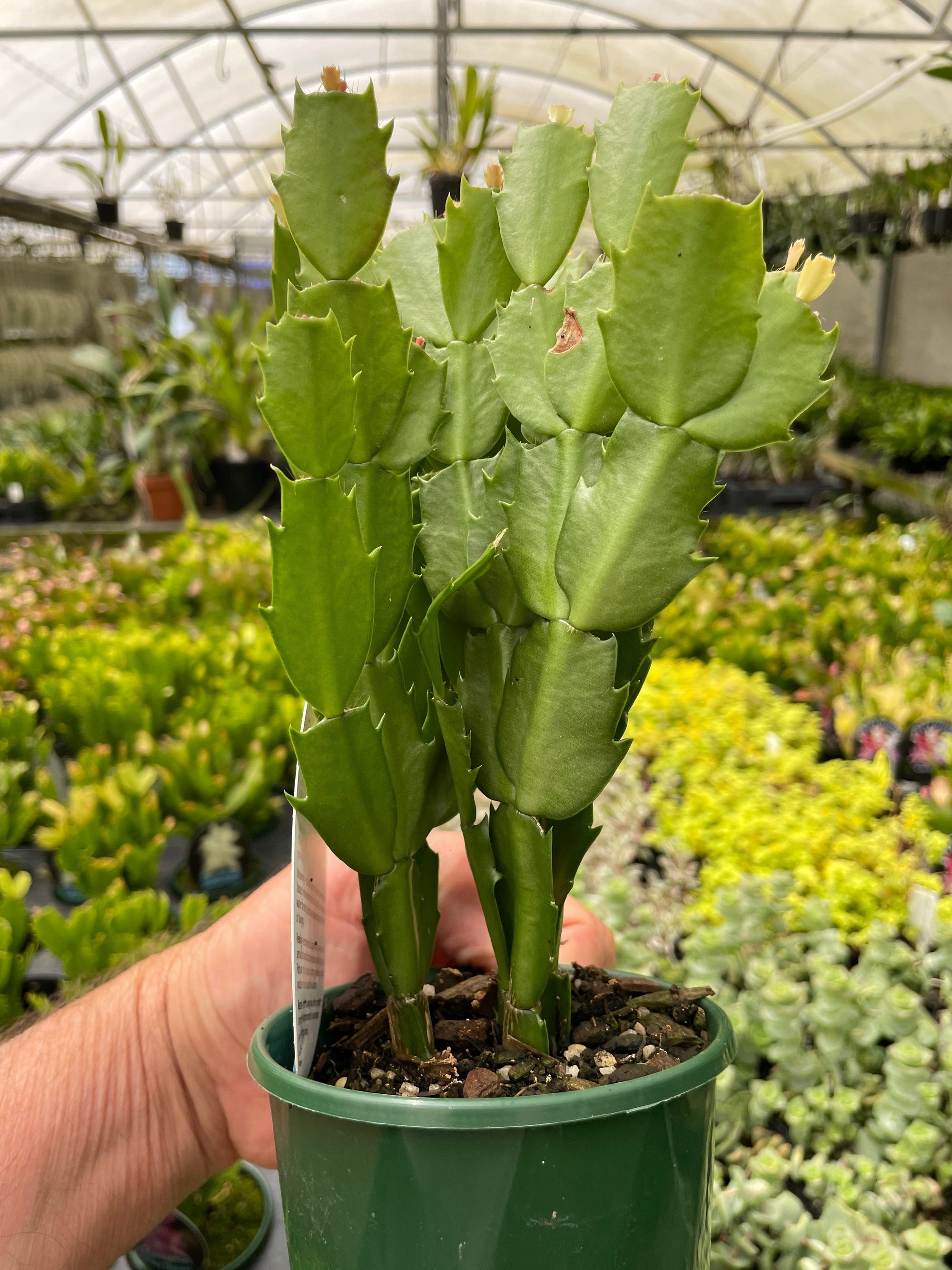 Zygocactus Schlumbergera 'Cyber Dancer' 100mm Pot