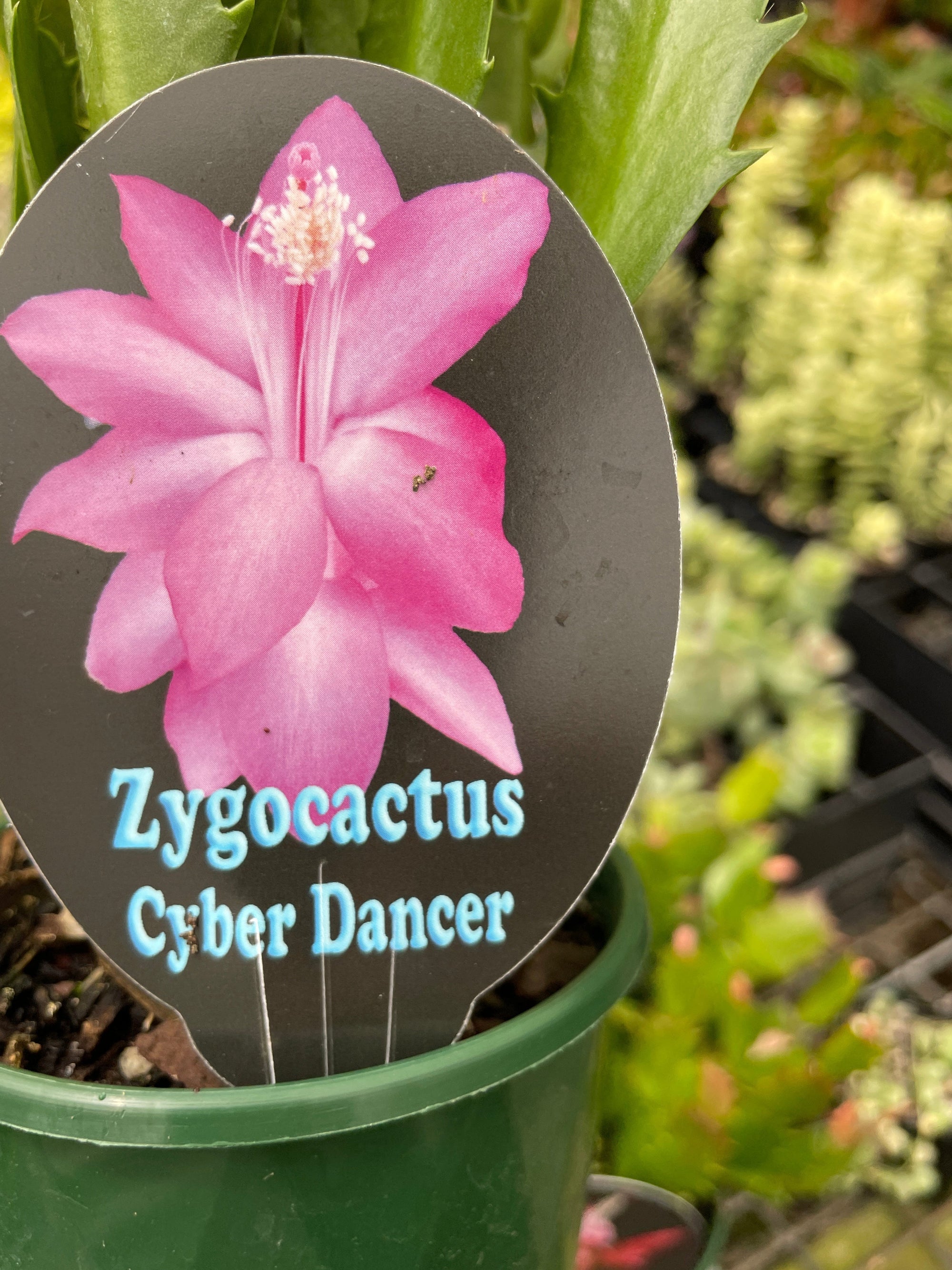 Zygocactus Schlumbergera 'Cyber Dancer' 100mm Pot