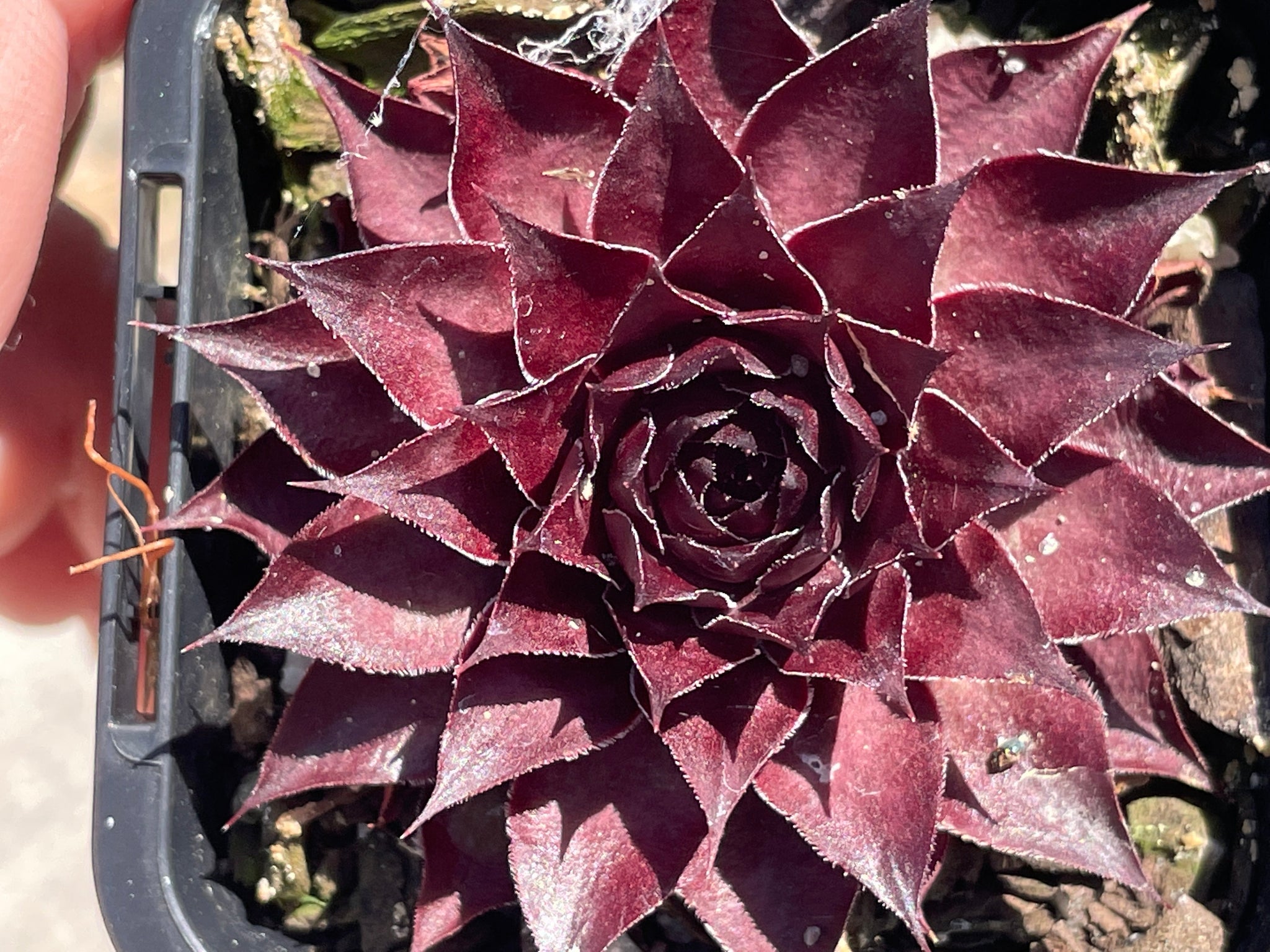 Sempervivum tectorum 'Squib'