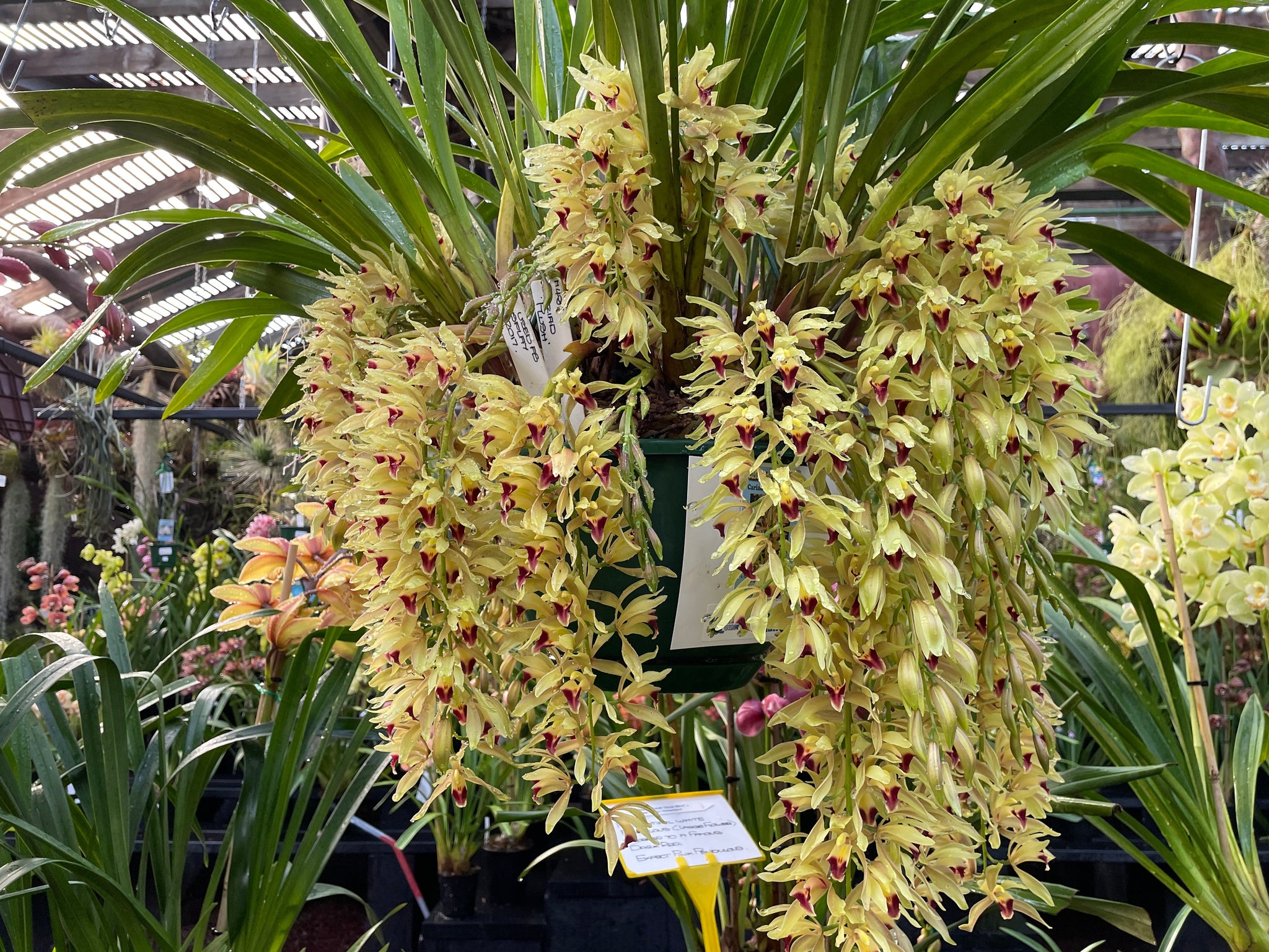 Cymbidium Cariad 'Plush'