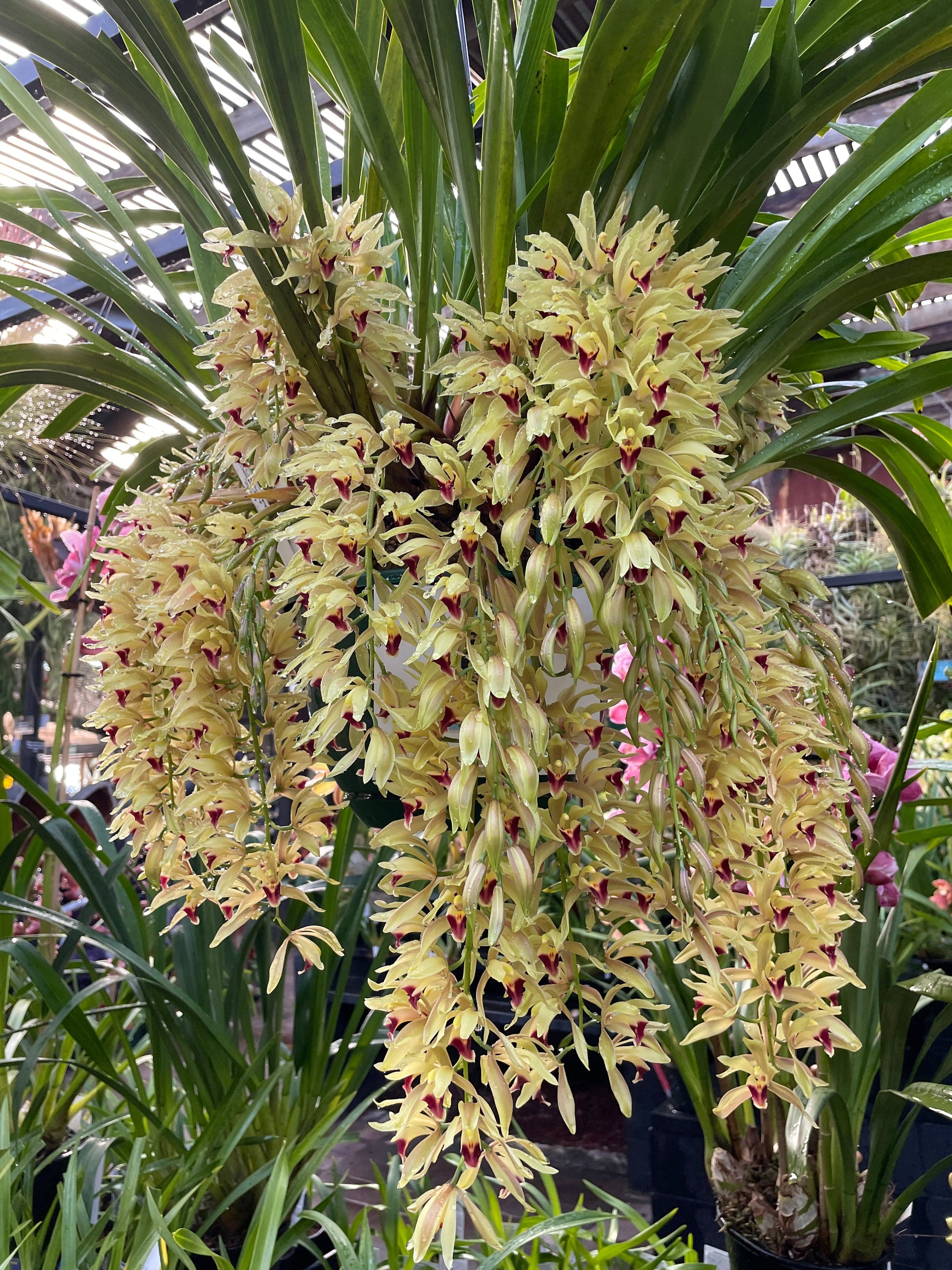 Cymbidium Cariad 'Plush'