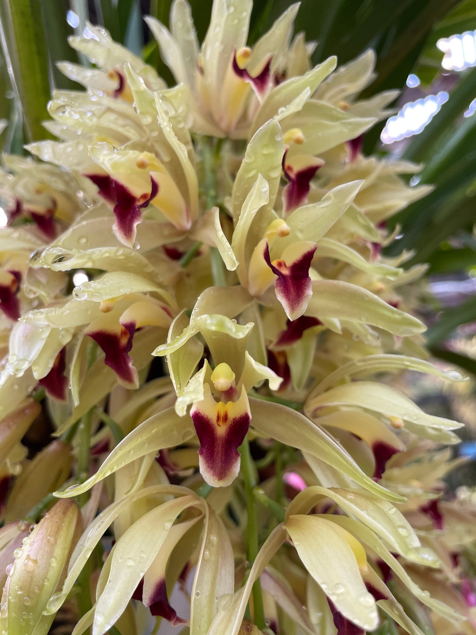 Cymbidium Cariad 'Plush'