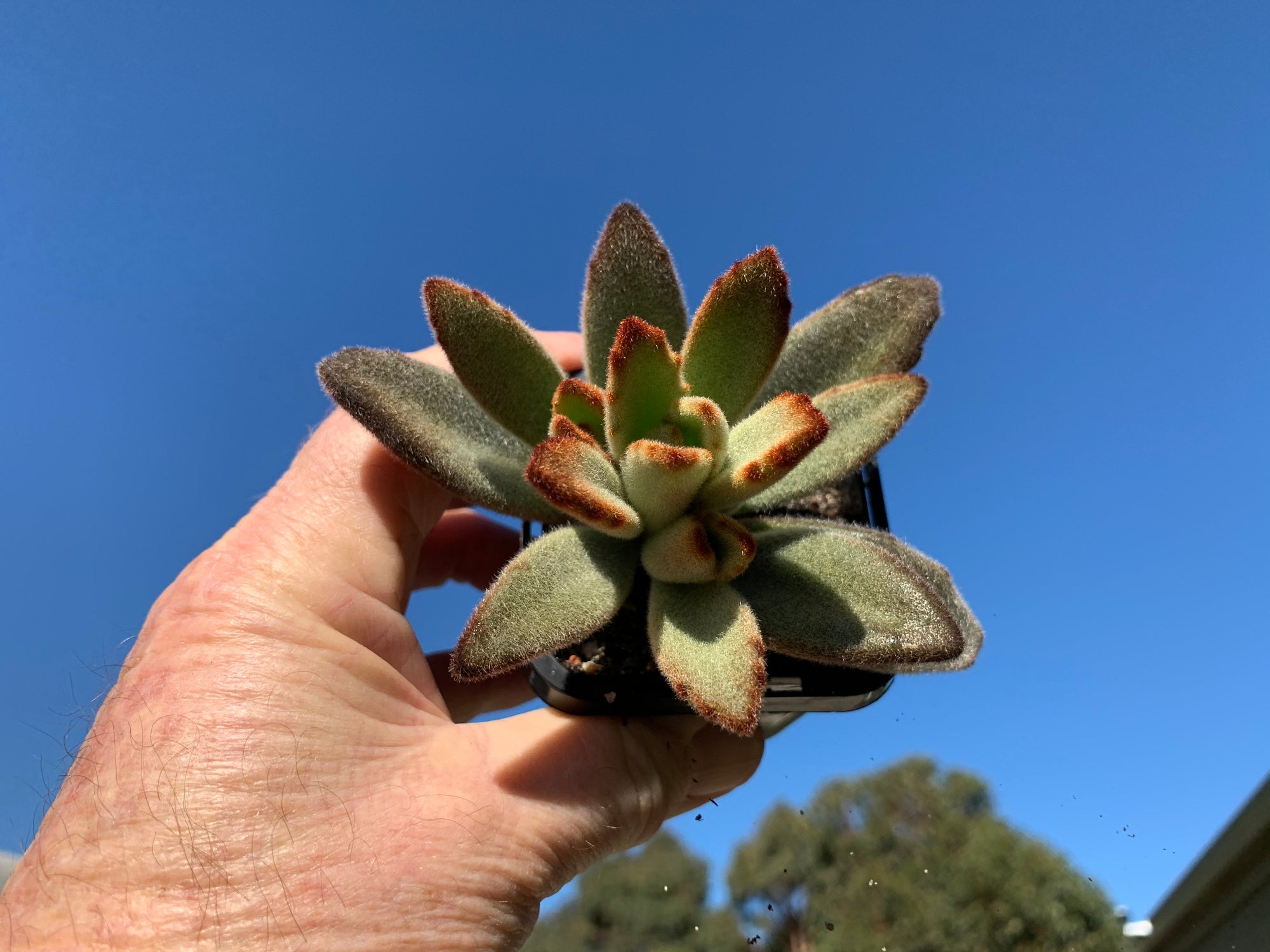 Kalachoe tomentosa 'Teddy bear' 66mm Pot video