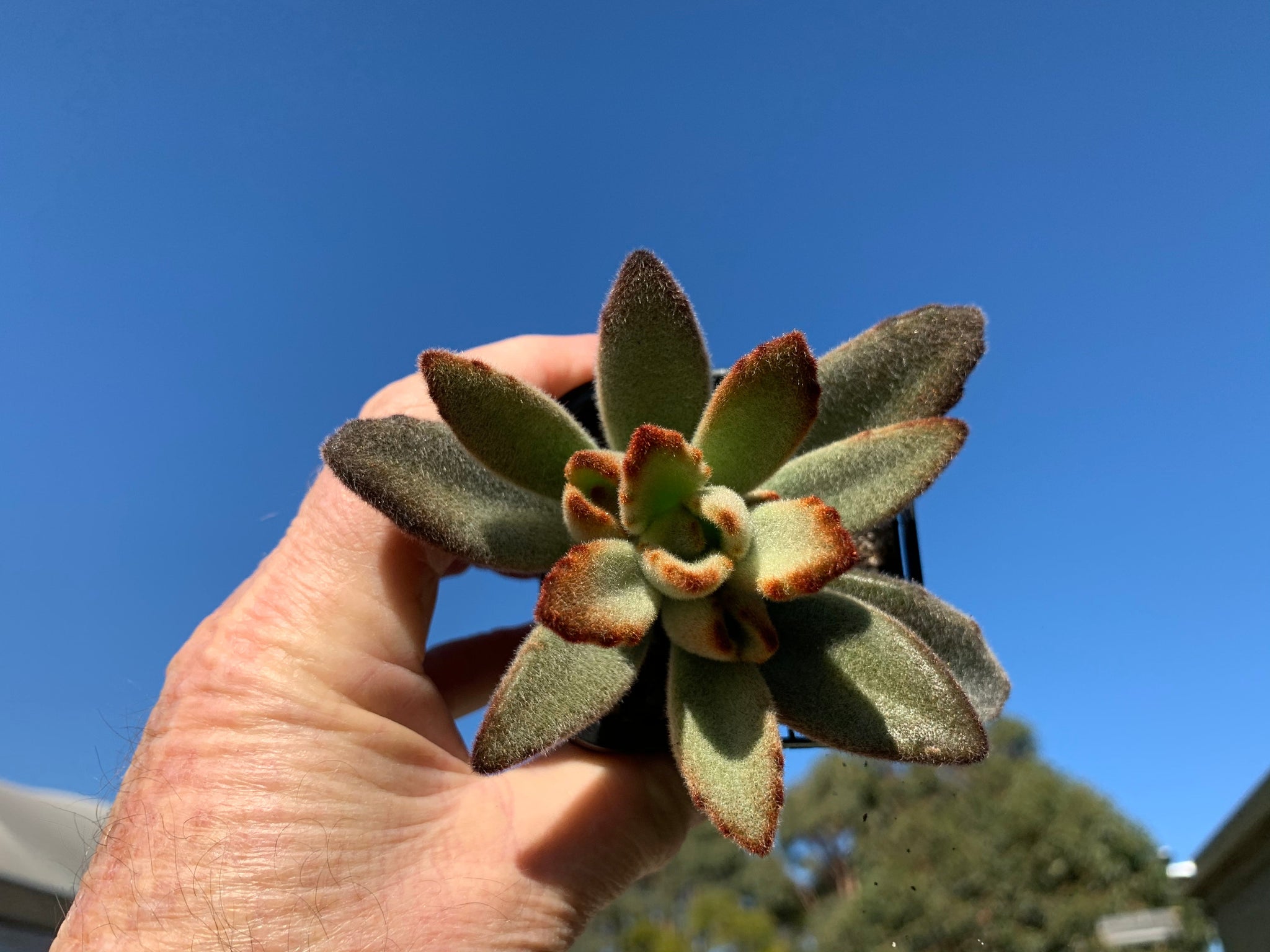 Kalachoe tomentosa 'Teddy bear' 66mm Pot video