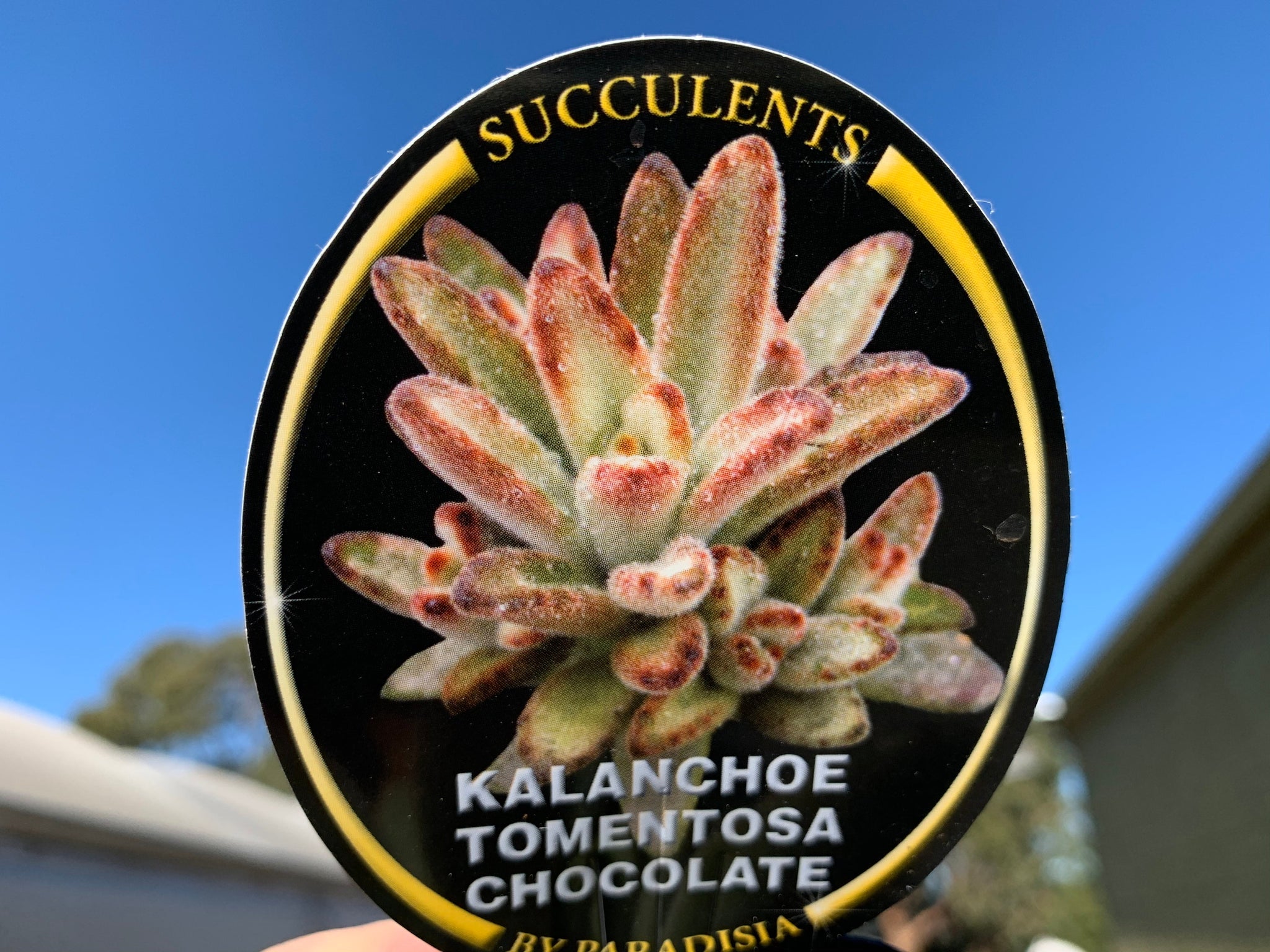 Kalachoe tomentosa 'Teddy bear' 66mm Pot video