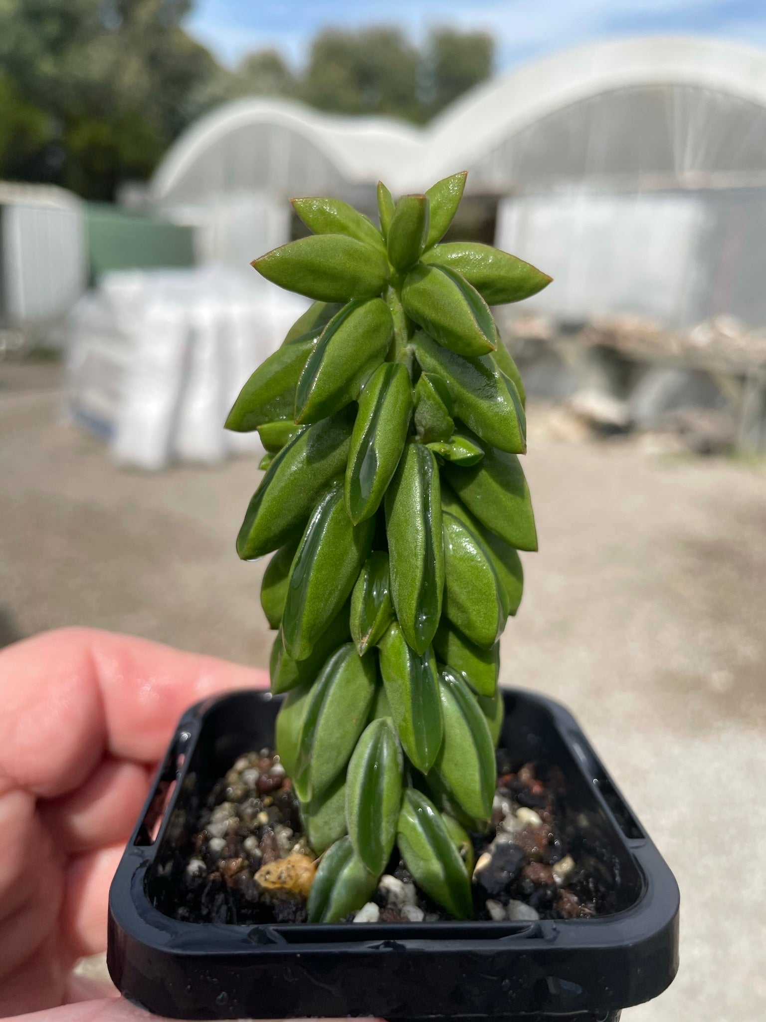 Peperomia dolabiformis 'Equador' 66mm Pot