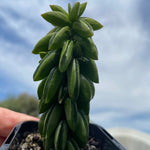 Peperomia dolabriformis 'Ecuador' - The Happy Bean Plant