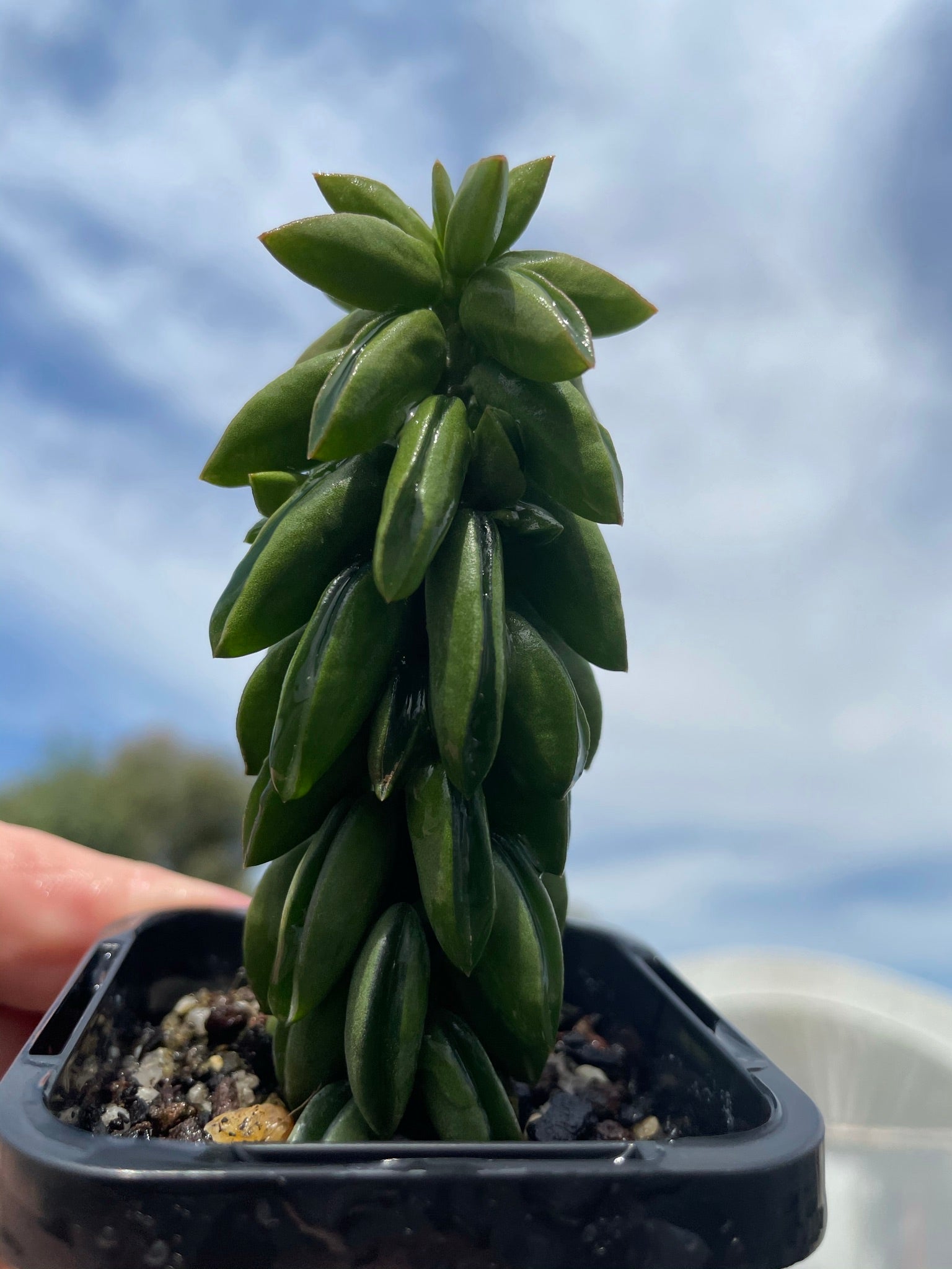 Peperomia dolabiformis 'Equador' 66mm Pot