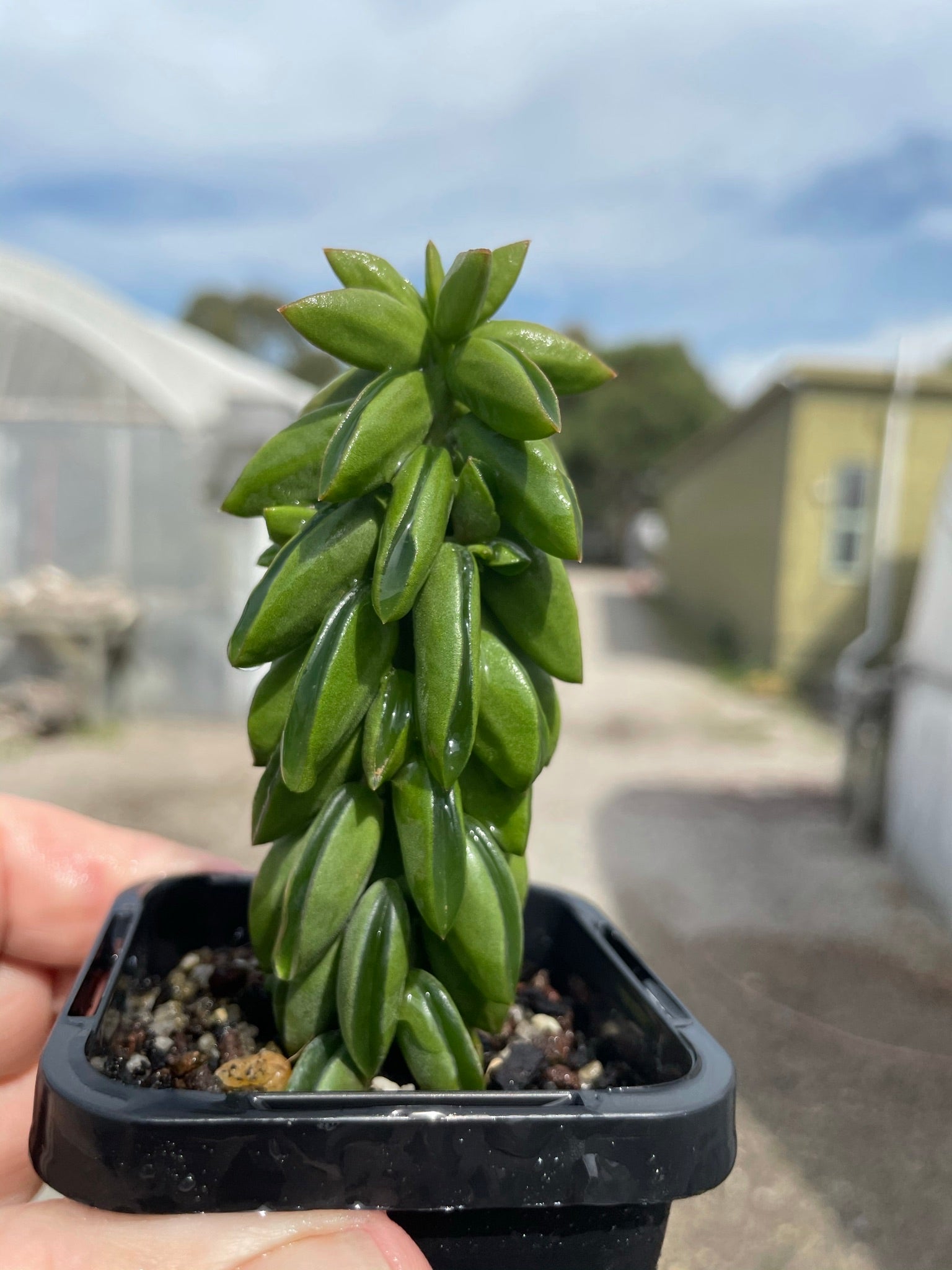 Peperomia dolabiformis 'Equador' 66mm Pot