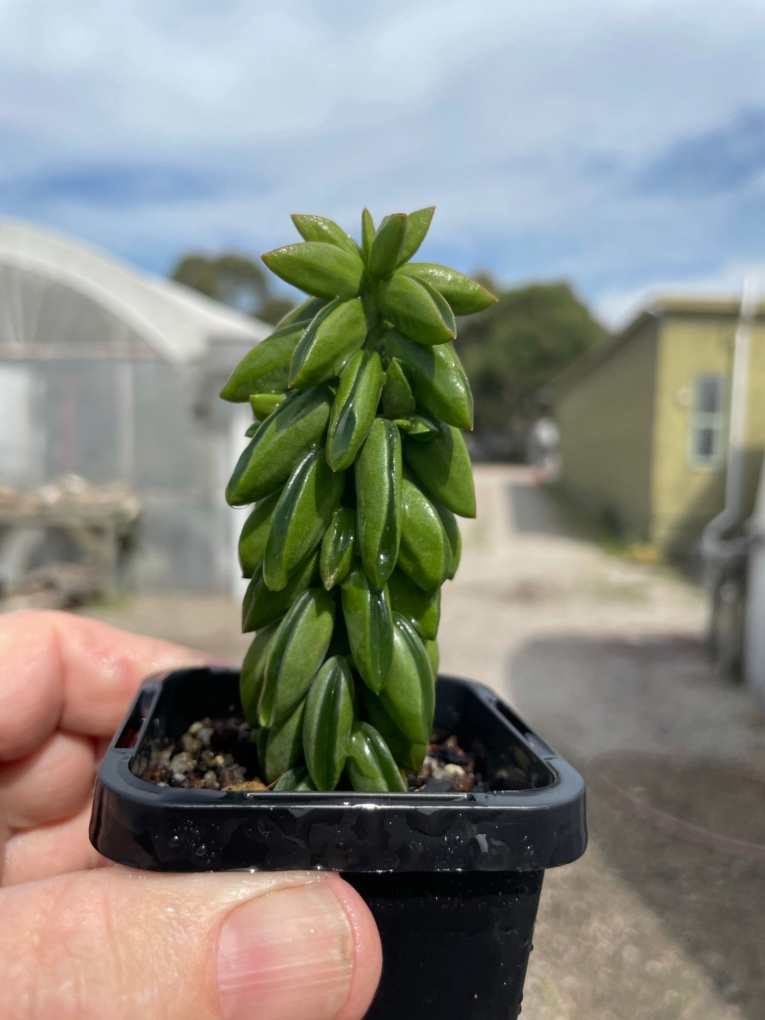 Peperomia dolabiformis 'Equador' 66mm Pot