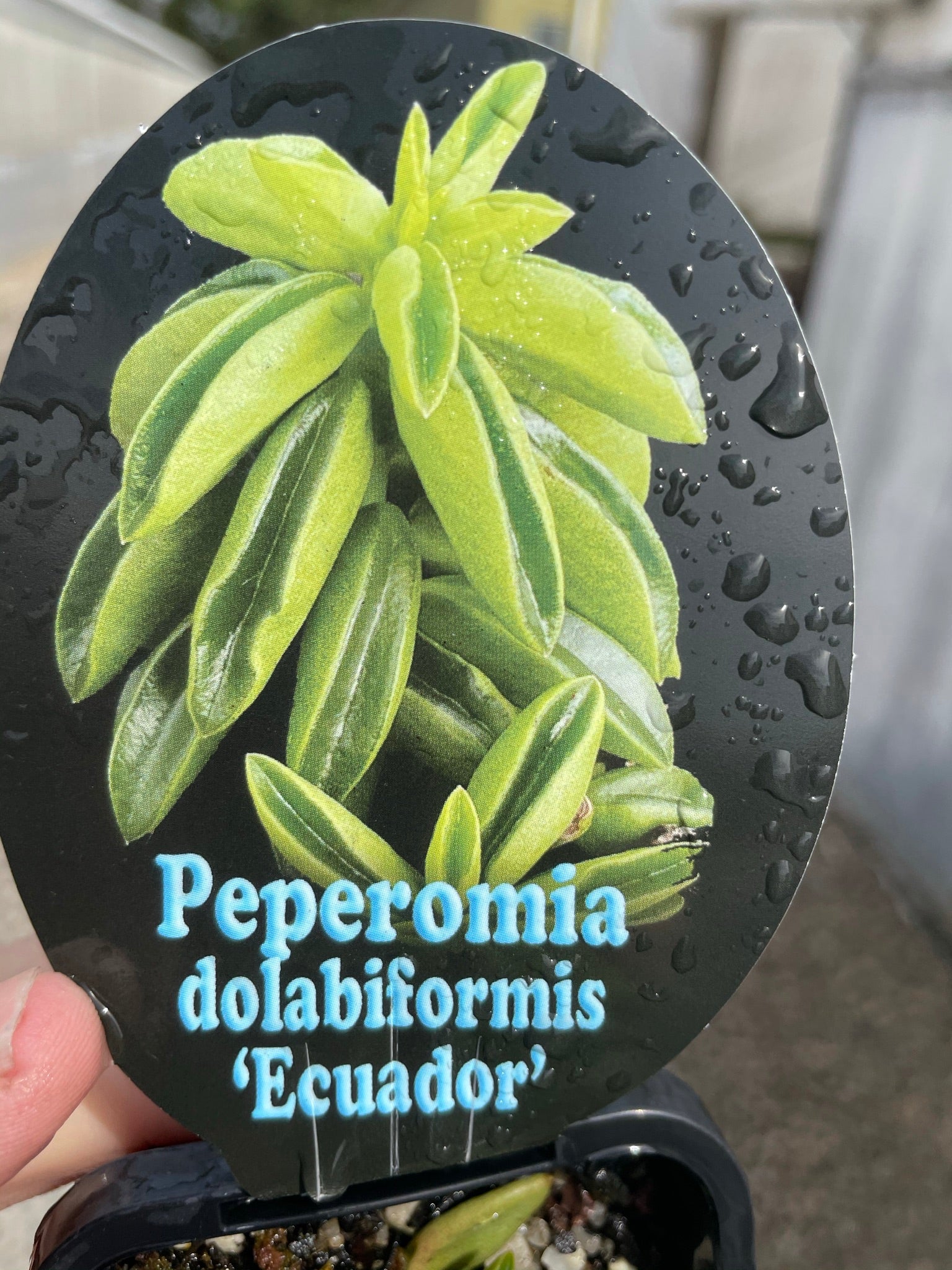 Peperomia dolabiformis 'Equador' 66mm Pot