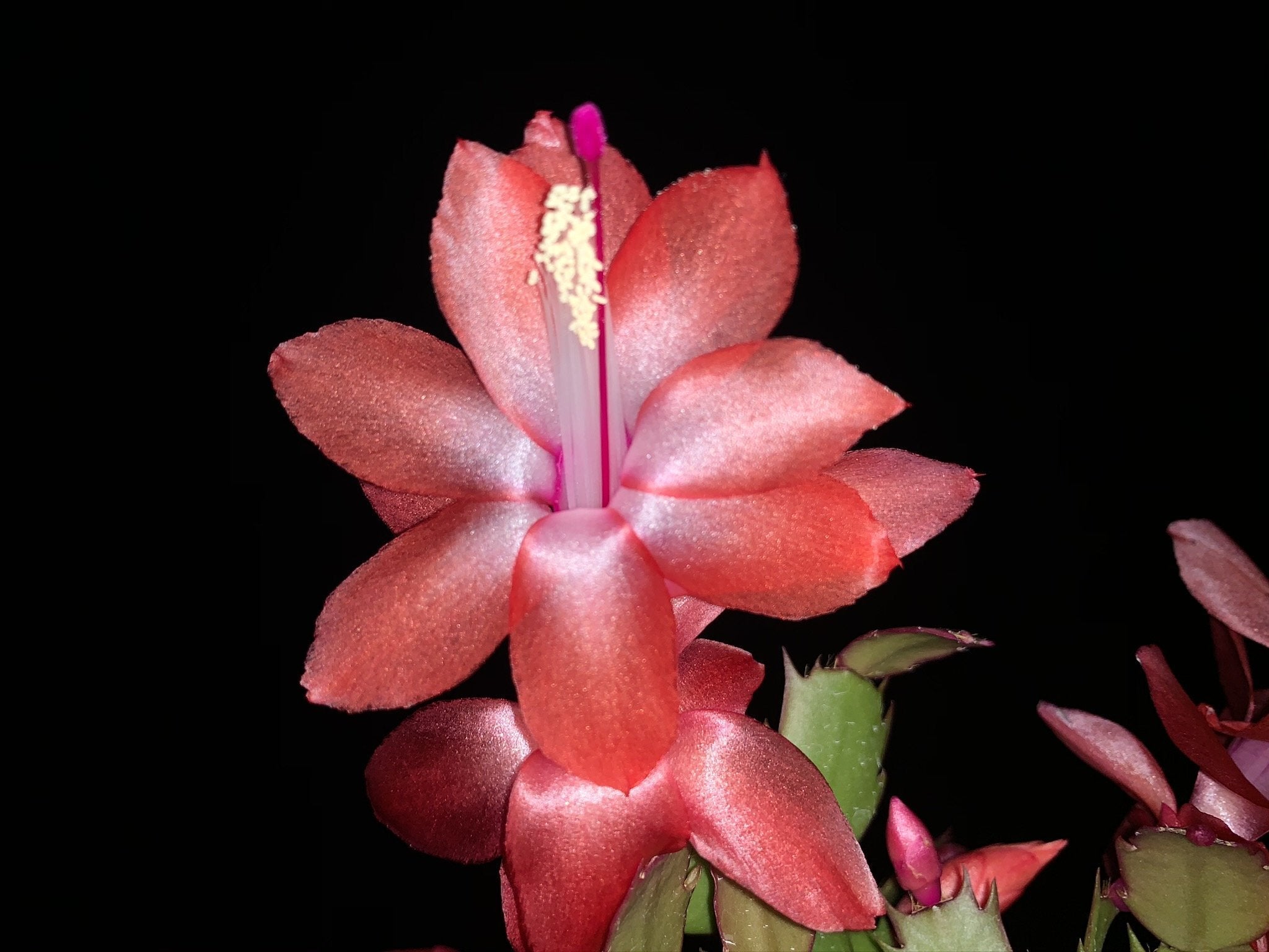 Zygocactus Schlumbergera  'Sunset Dancer' 66mm Pot