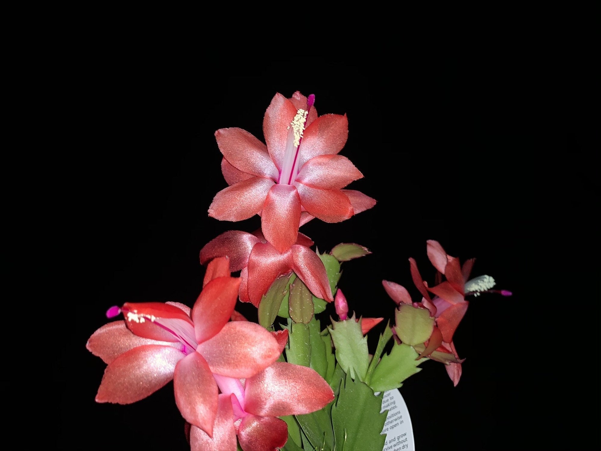 Zygocactus Schlumbergera  'Sunset Dancer' 66mm Pot