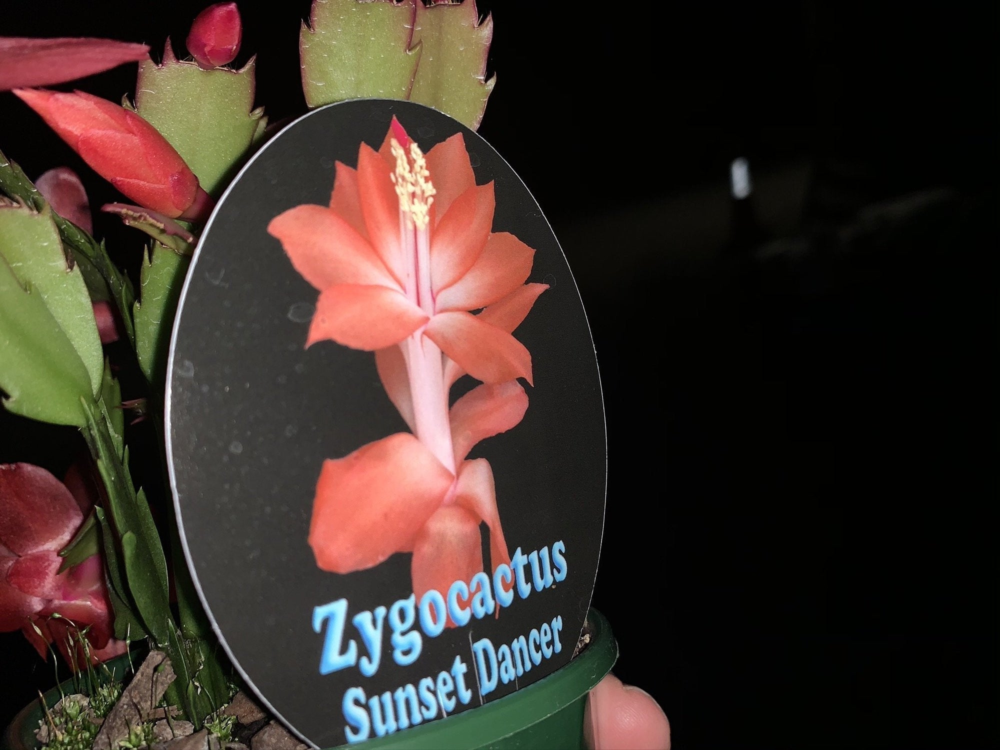 Zygocactus Schlumbergera  'Sunset Dancer' 66mm Pot