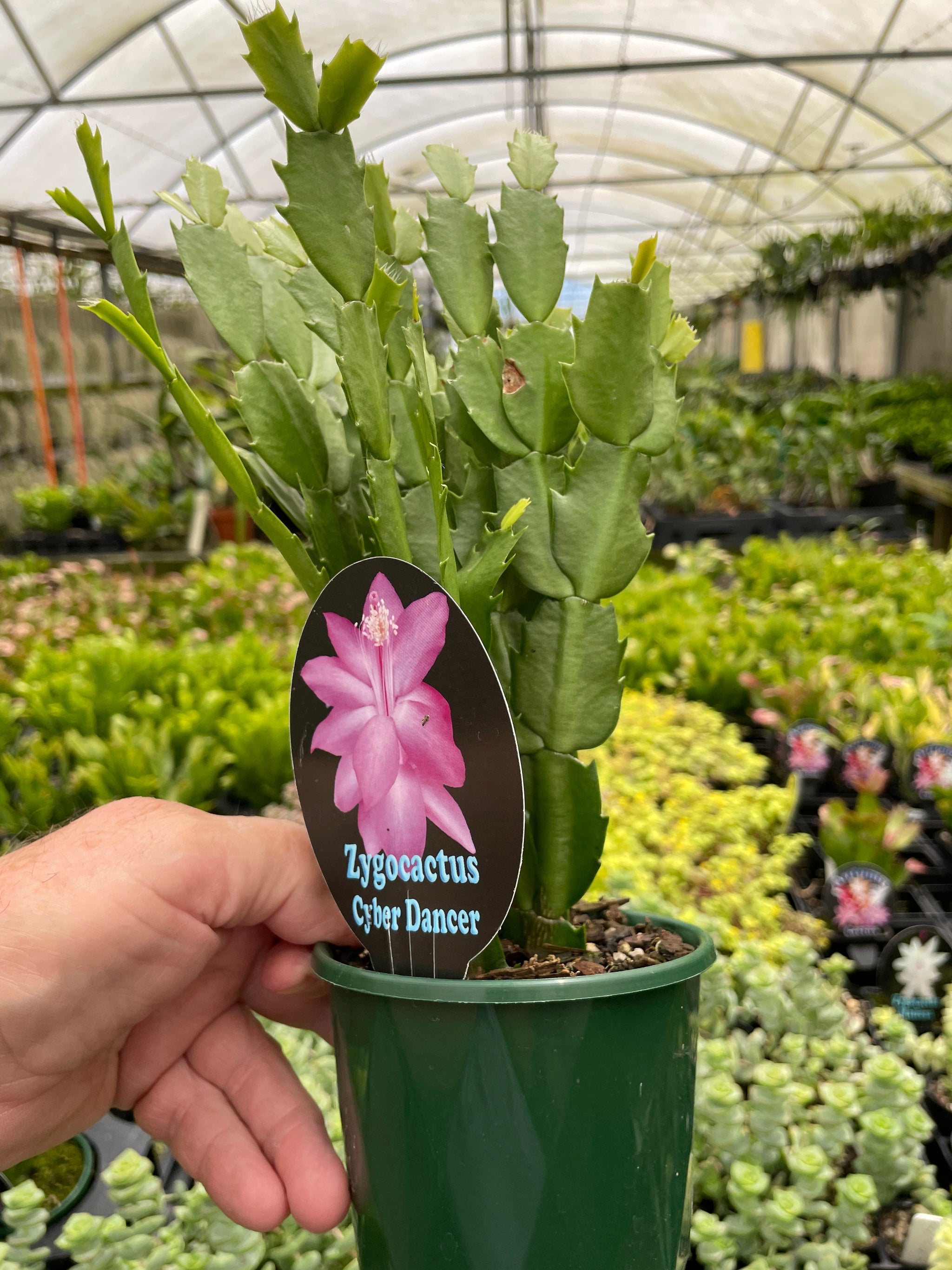 Zygocactus Schlumbergera 'Cyber Dancer' 100mm Pot