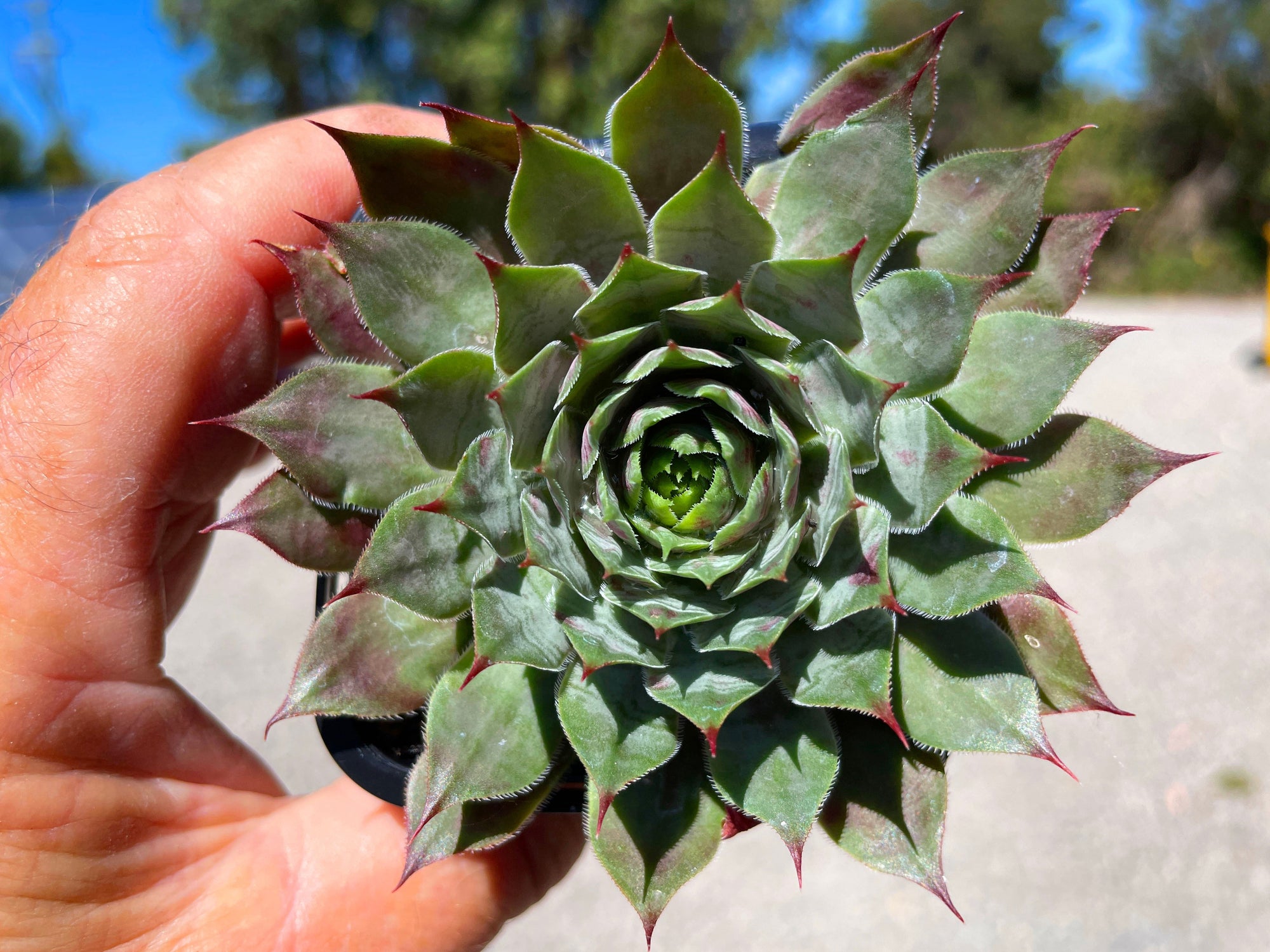 Sempervivum 'Reward'