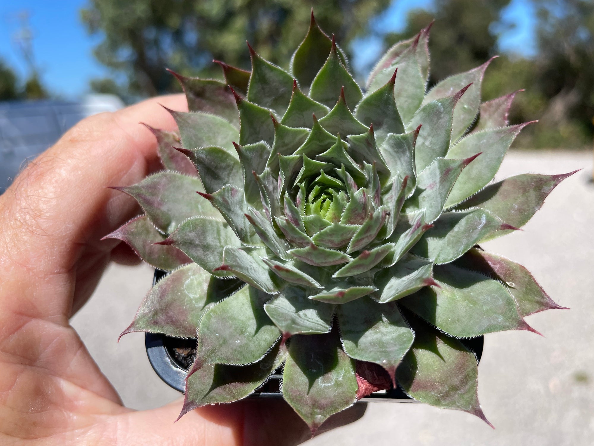 Sempervivum 'Reward'