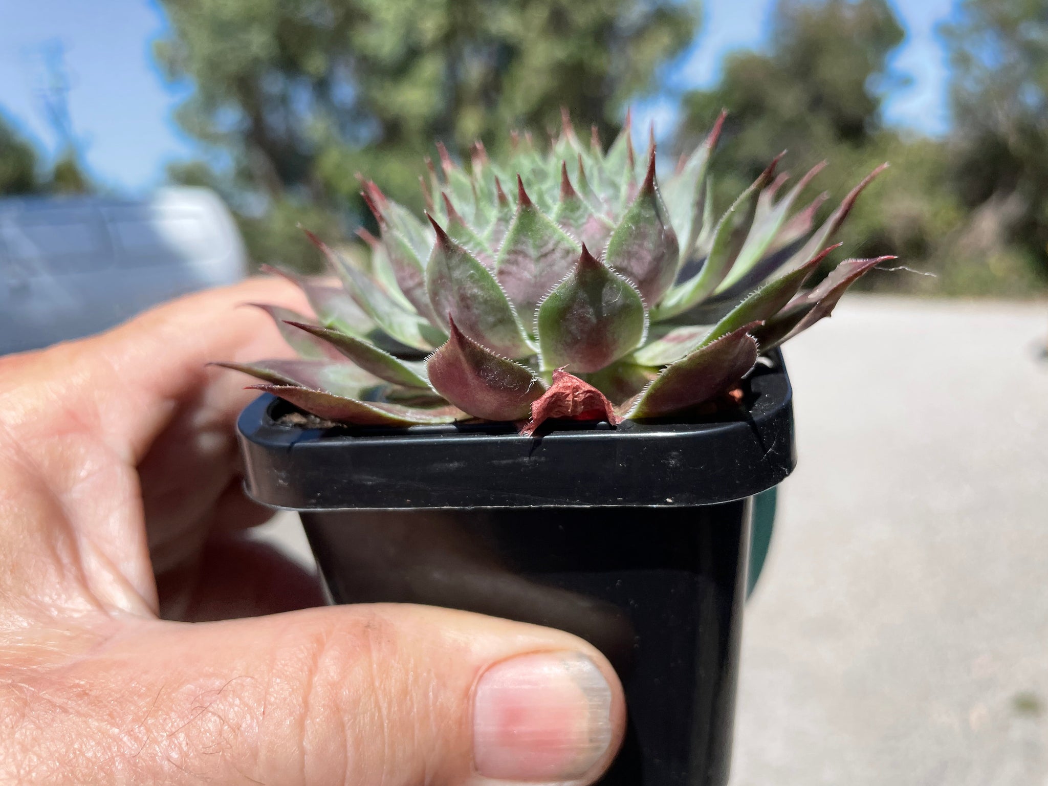 Sempervivum 'Reward'