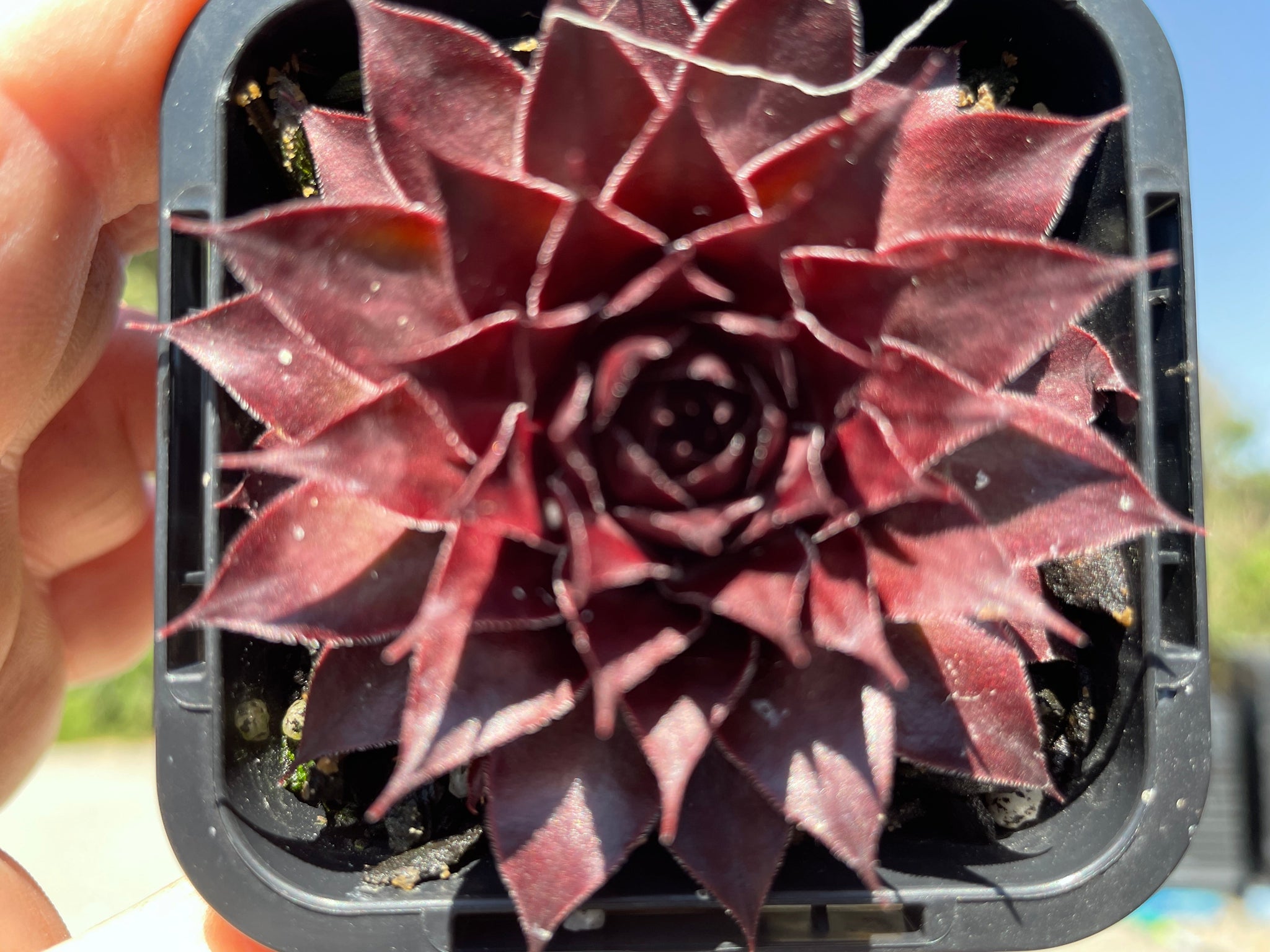 Sempervivum tectorum 'Squib'