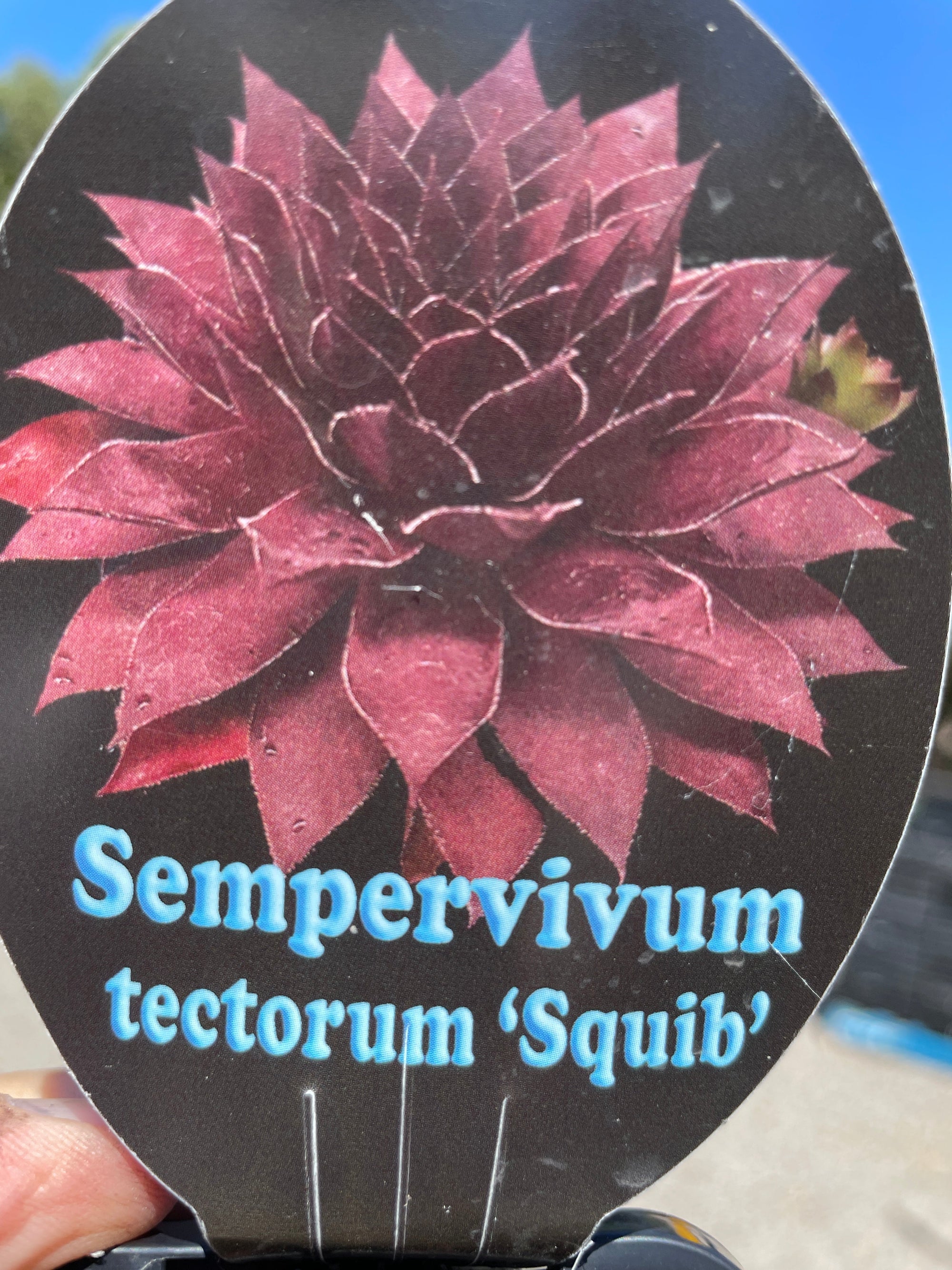 Sempervivum tectorum 'Squib'