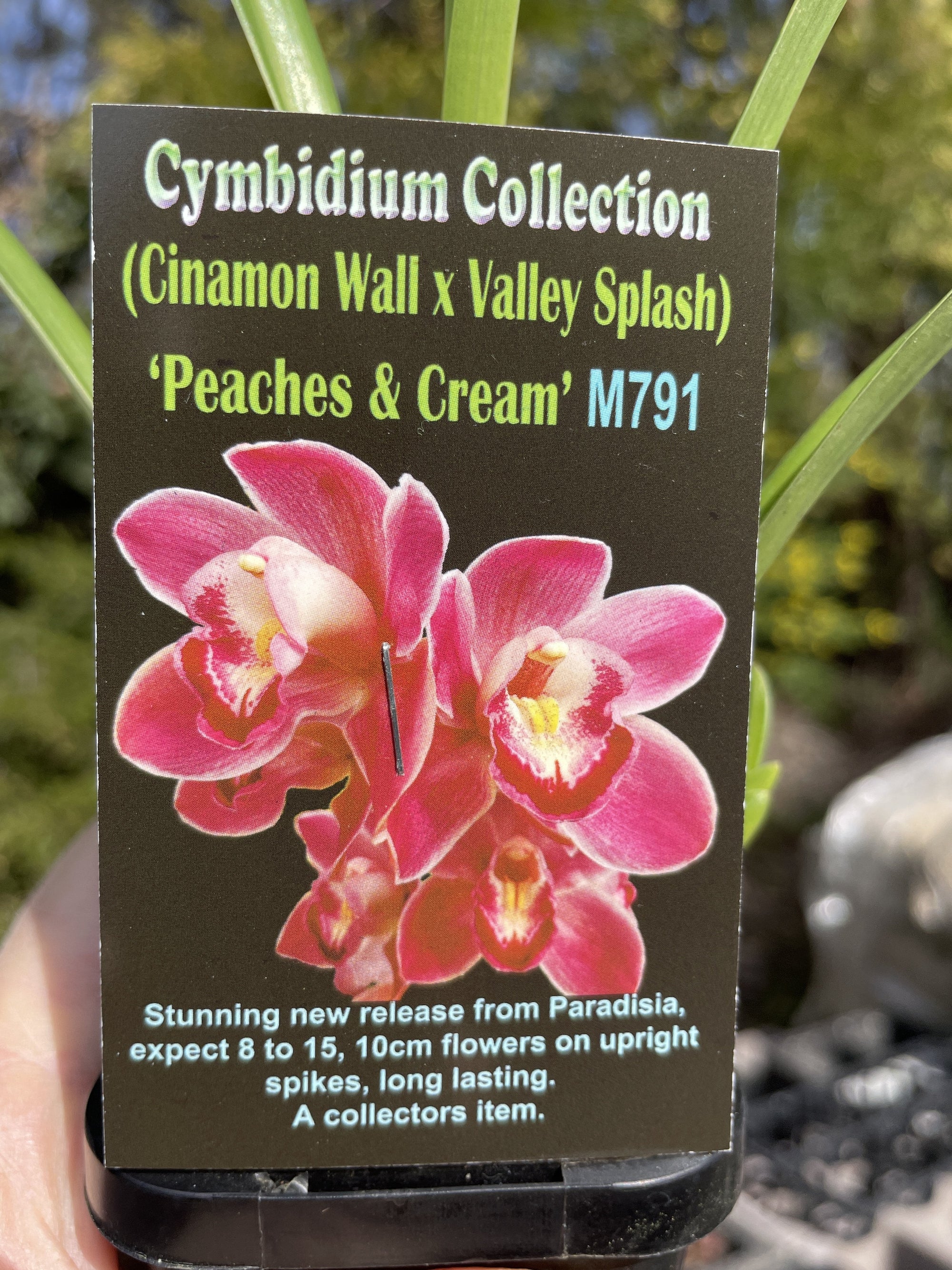 Cymbidium Peaches and Cream