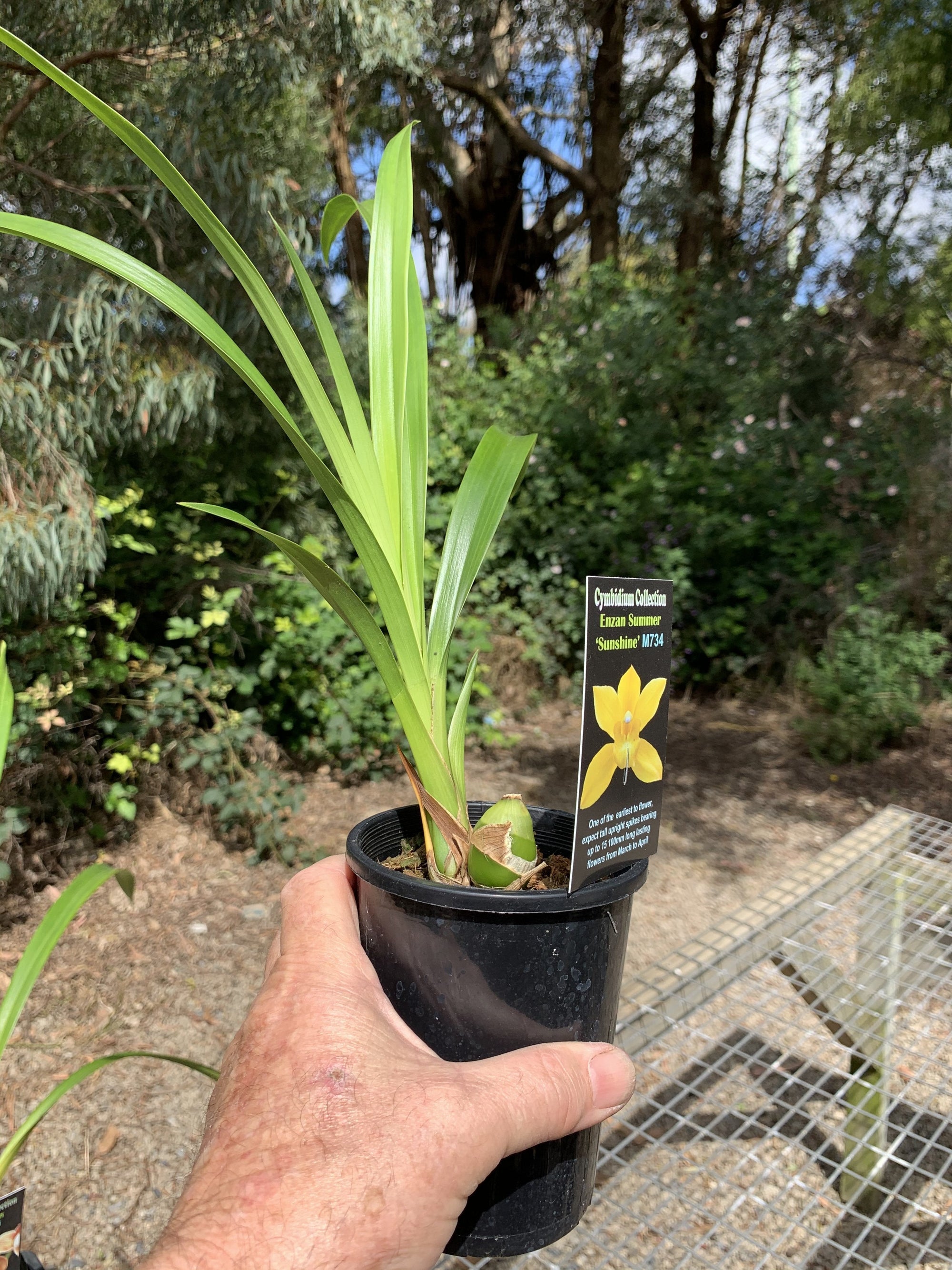 Cymbidium Enzan Summer 'Sunshine'