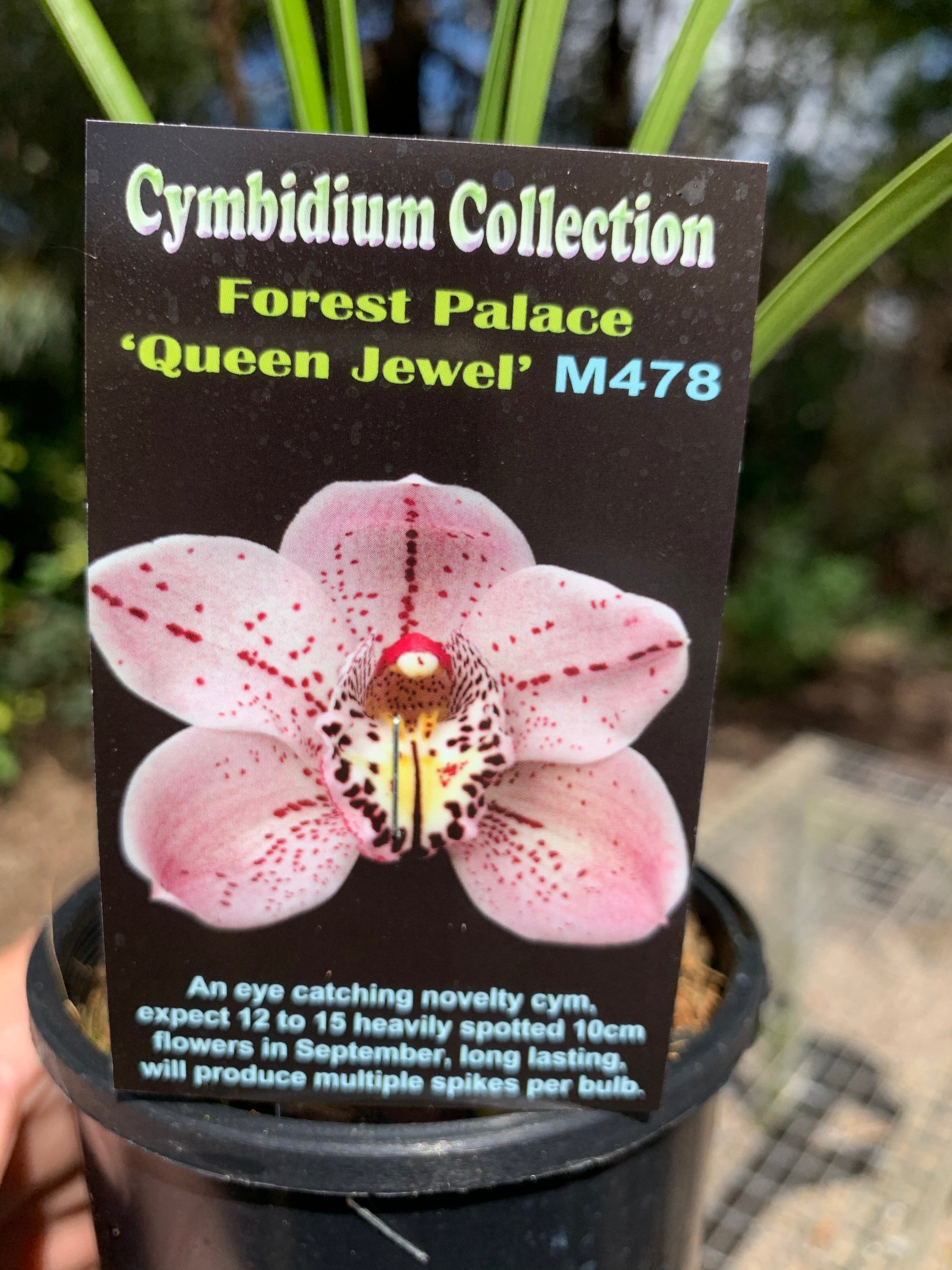 Cymbidium Forest Palace 'Queen Jewel'