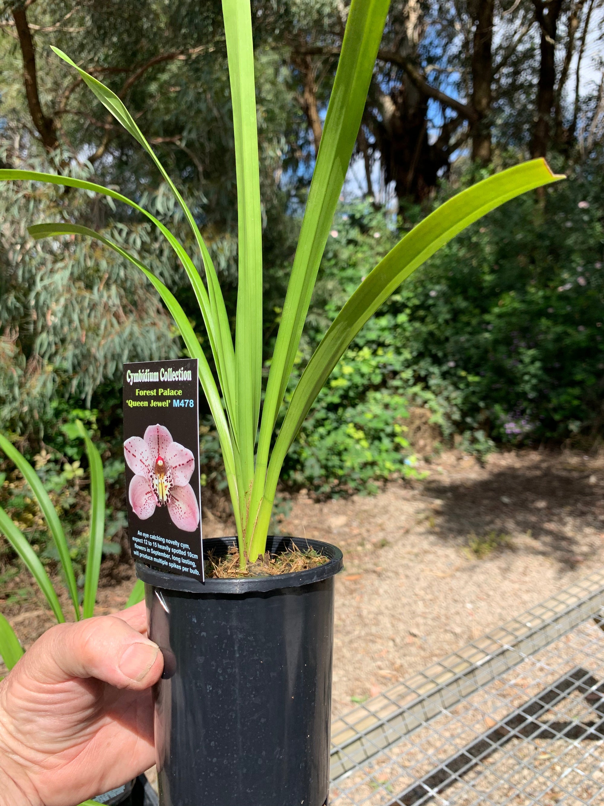 Cymbidium Forest Palace 'Queen Jewel'