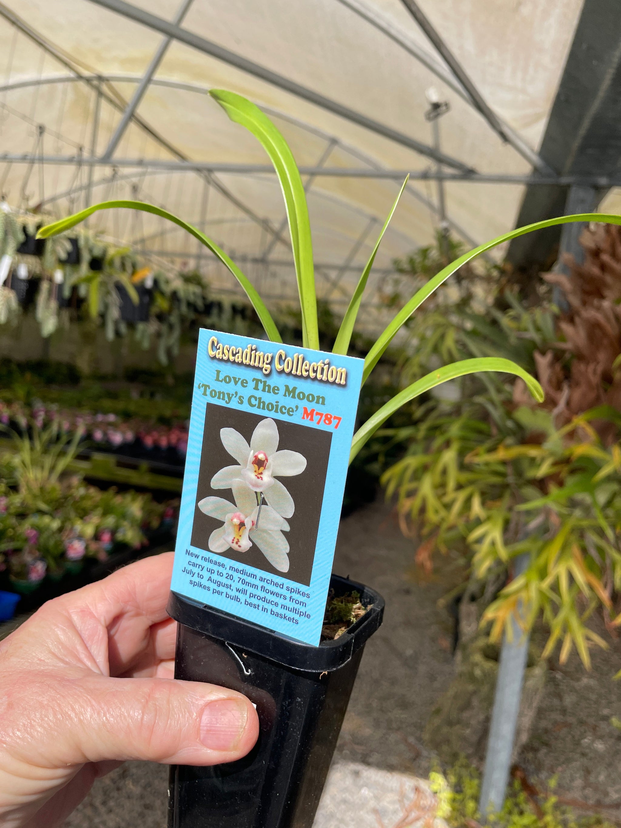 Cymbidium Love the Moon 'Tony's Choice'