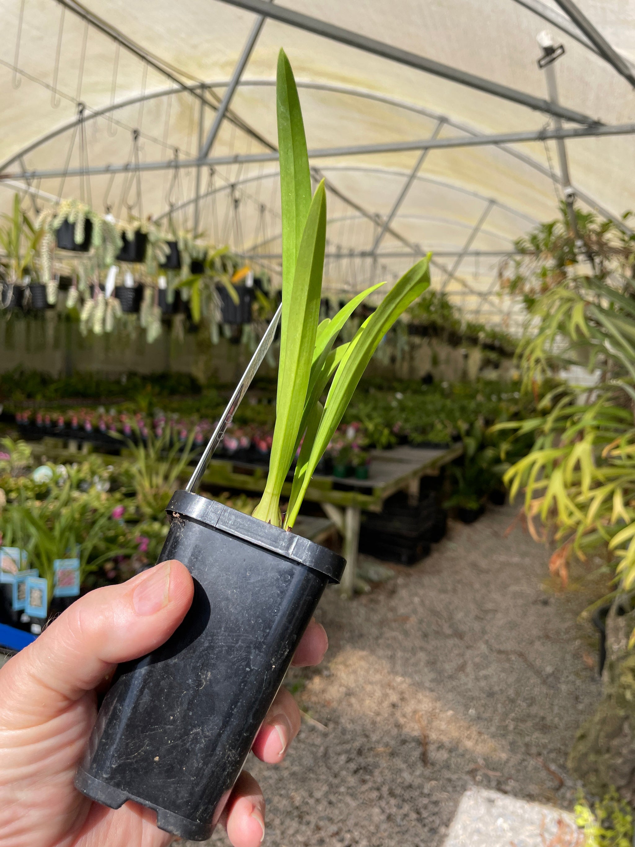 Cymbidium  Spark Sprite 'Sylvia' Semi Pendulous