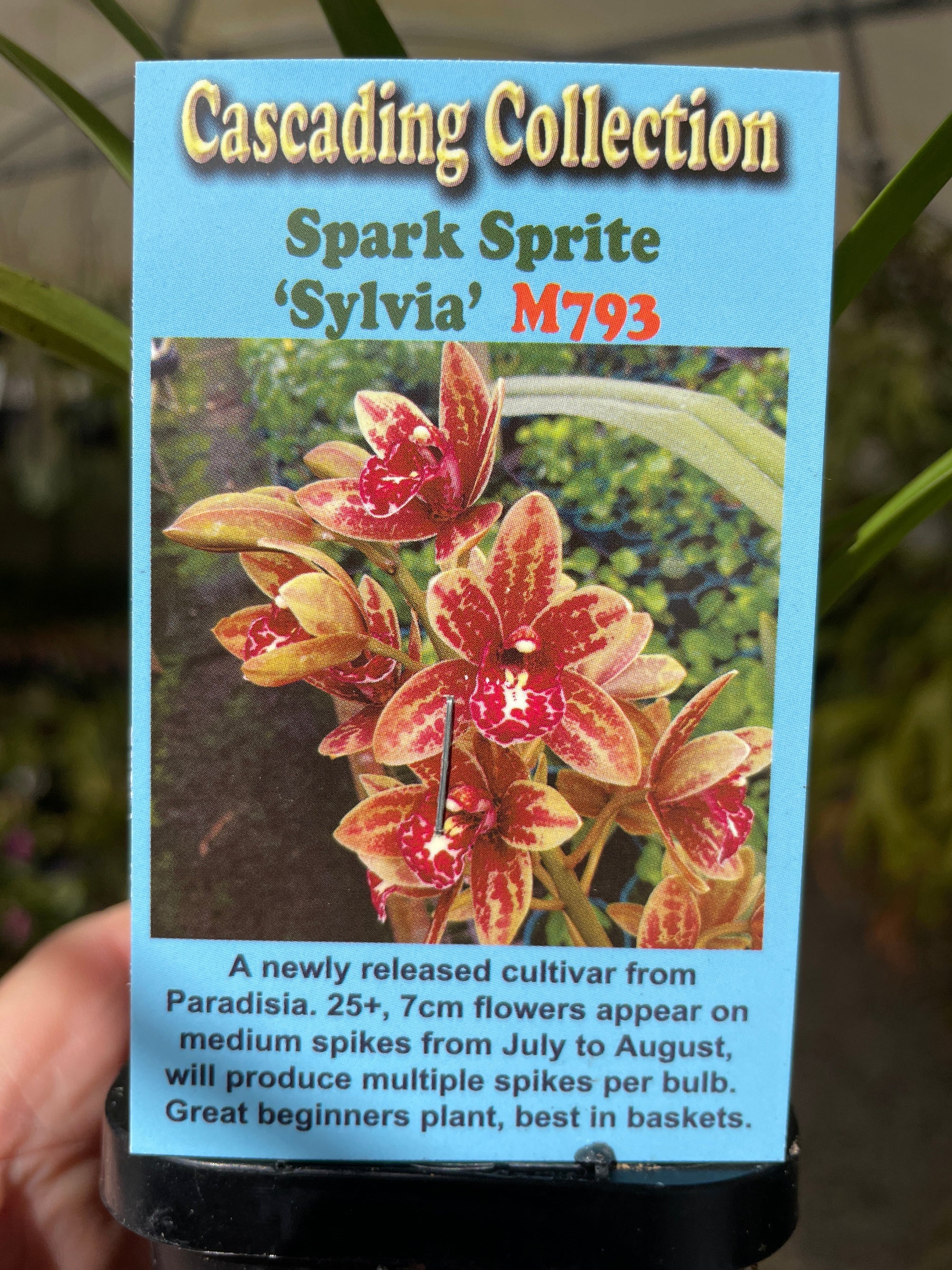 Cymbidium  Spark Sprite 'Sylvia' Semi Pendulous