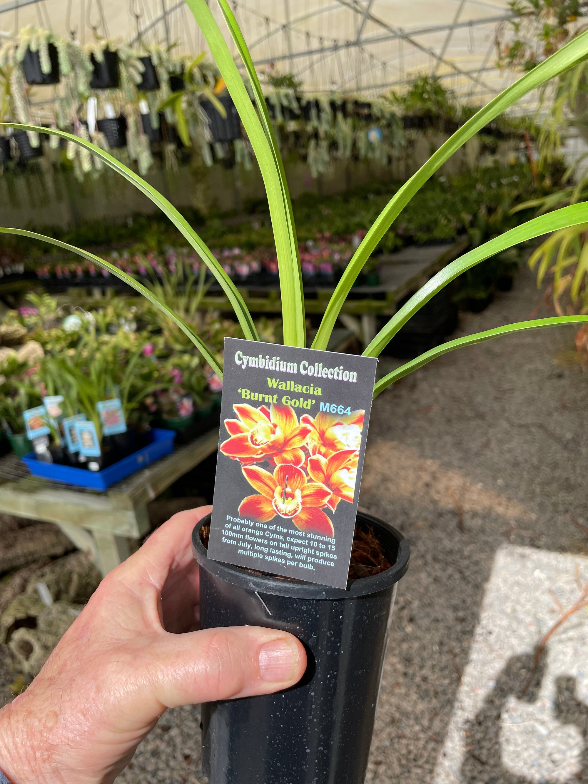 Cymbidium Wallacia 'Burnt Gold'