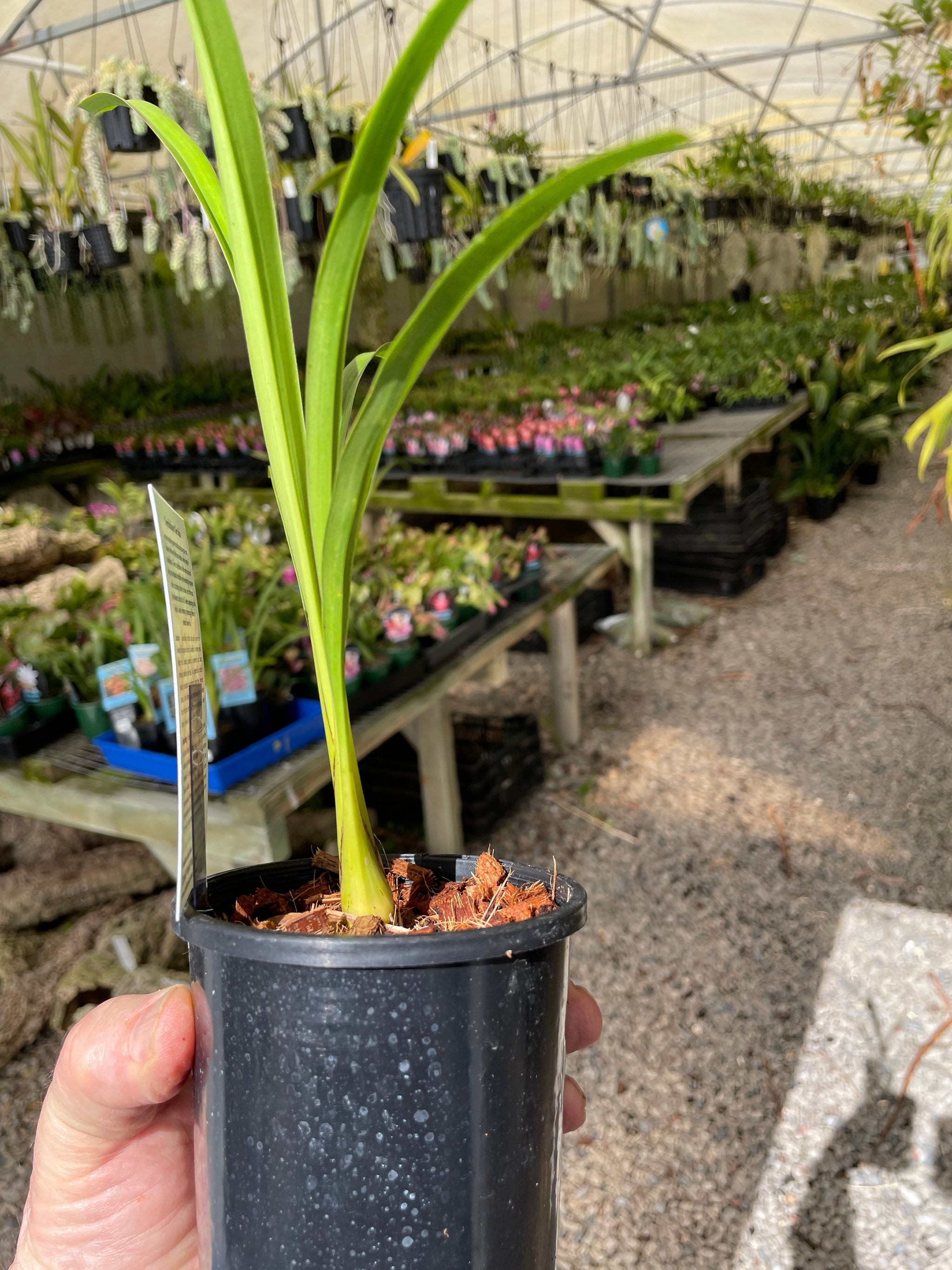 Cymbidium Wallacia 'Burnt Gold'