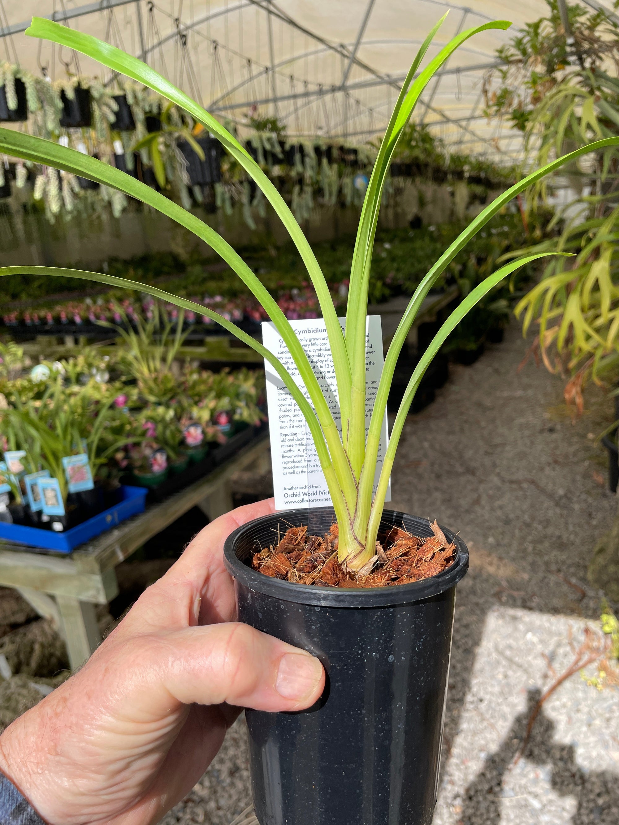 Cymbidium Wallacia 'Burnt Gold'