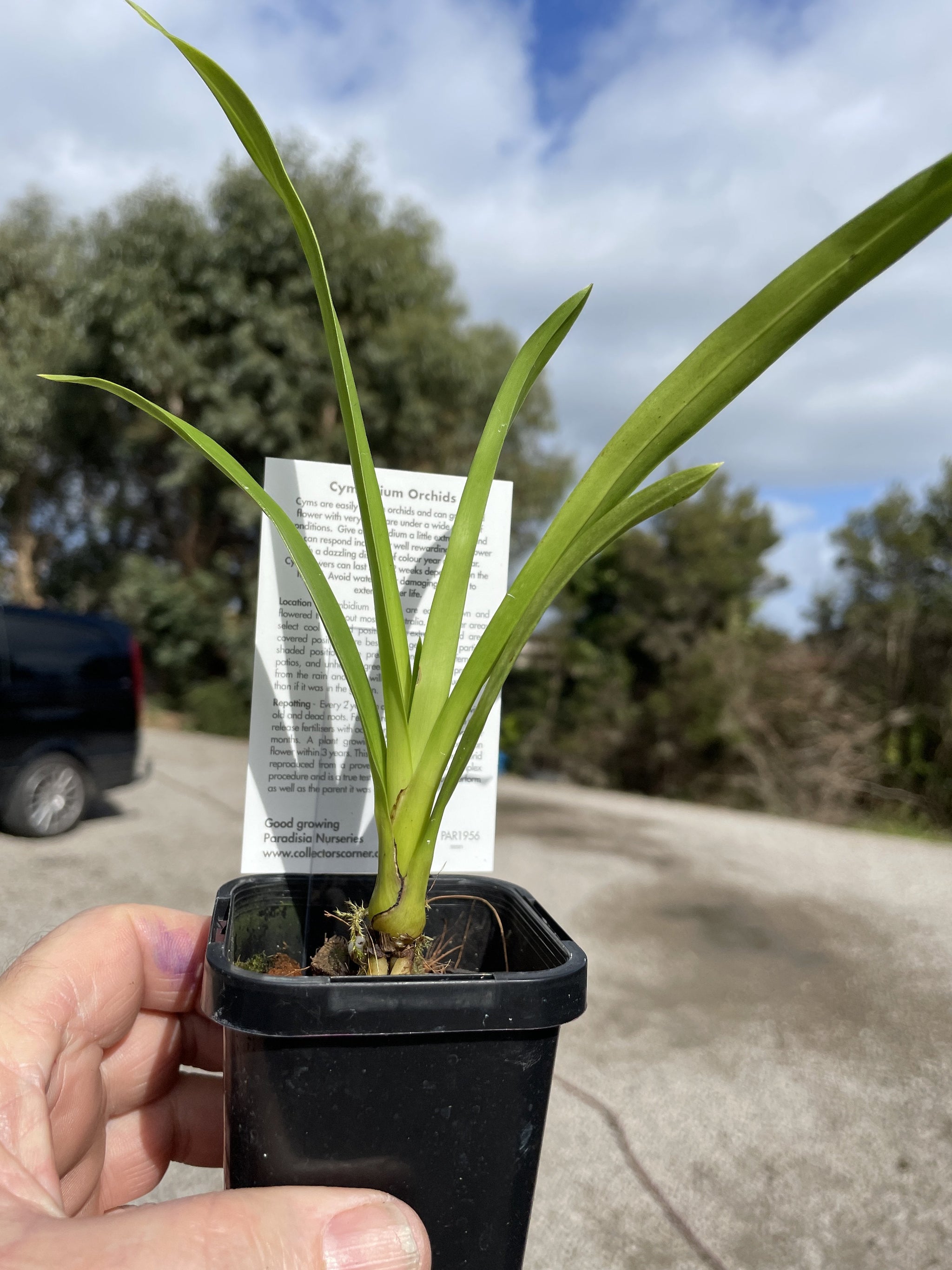 Cymbidium Paradisian Tango 'Dancer' Pendulous